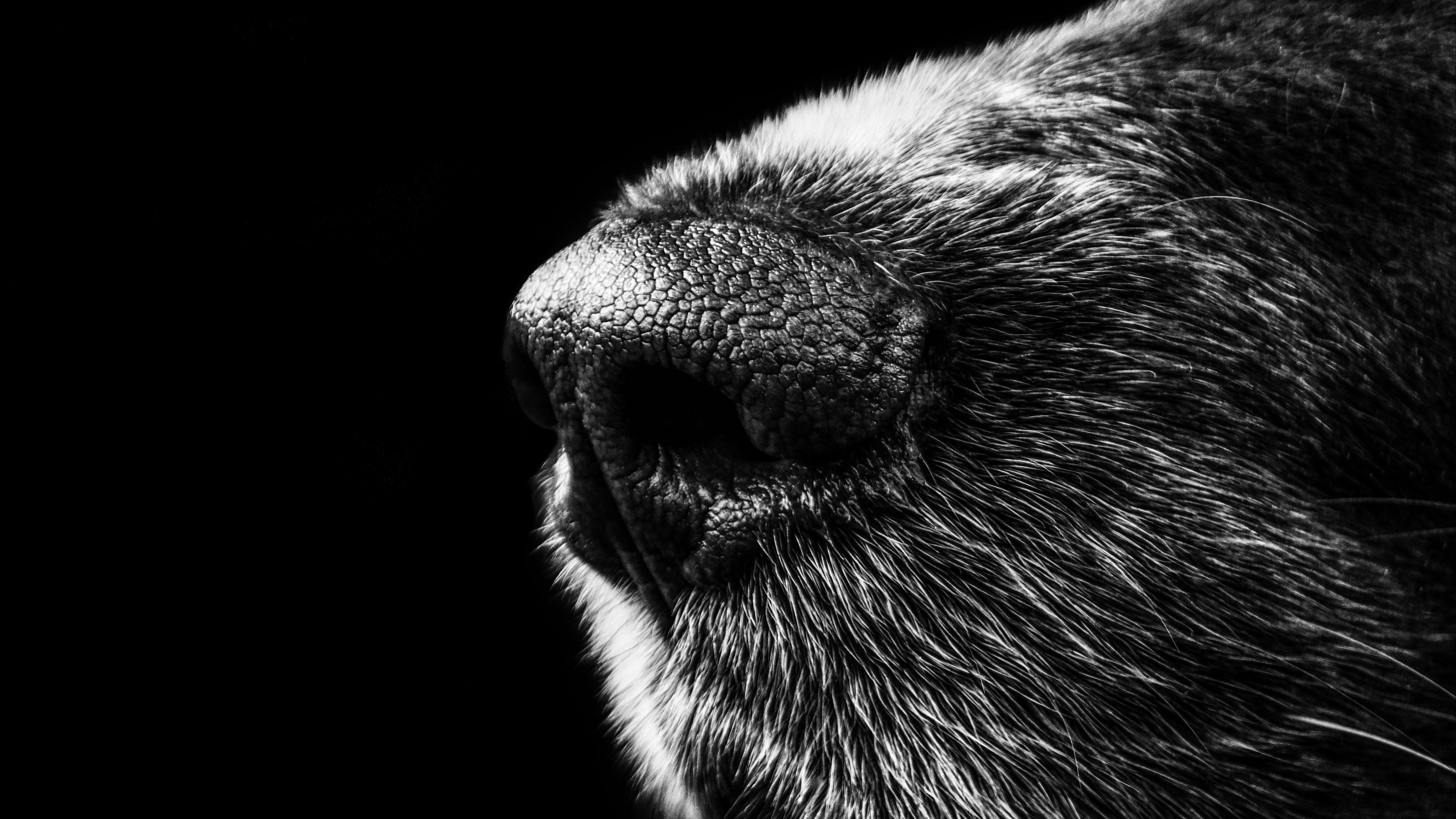 dog, nose, bw, 4k, HD Wallpaper