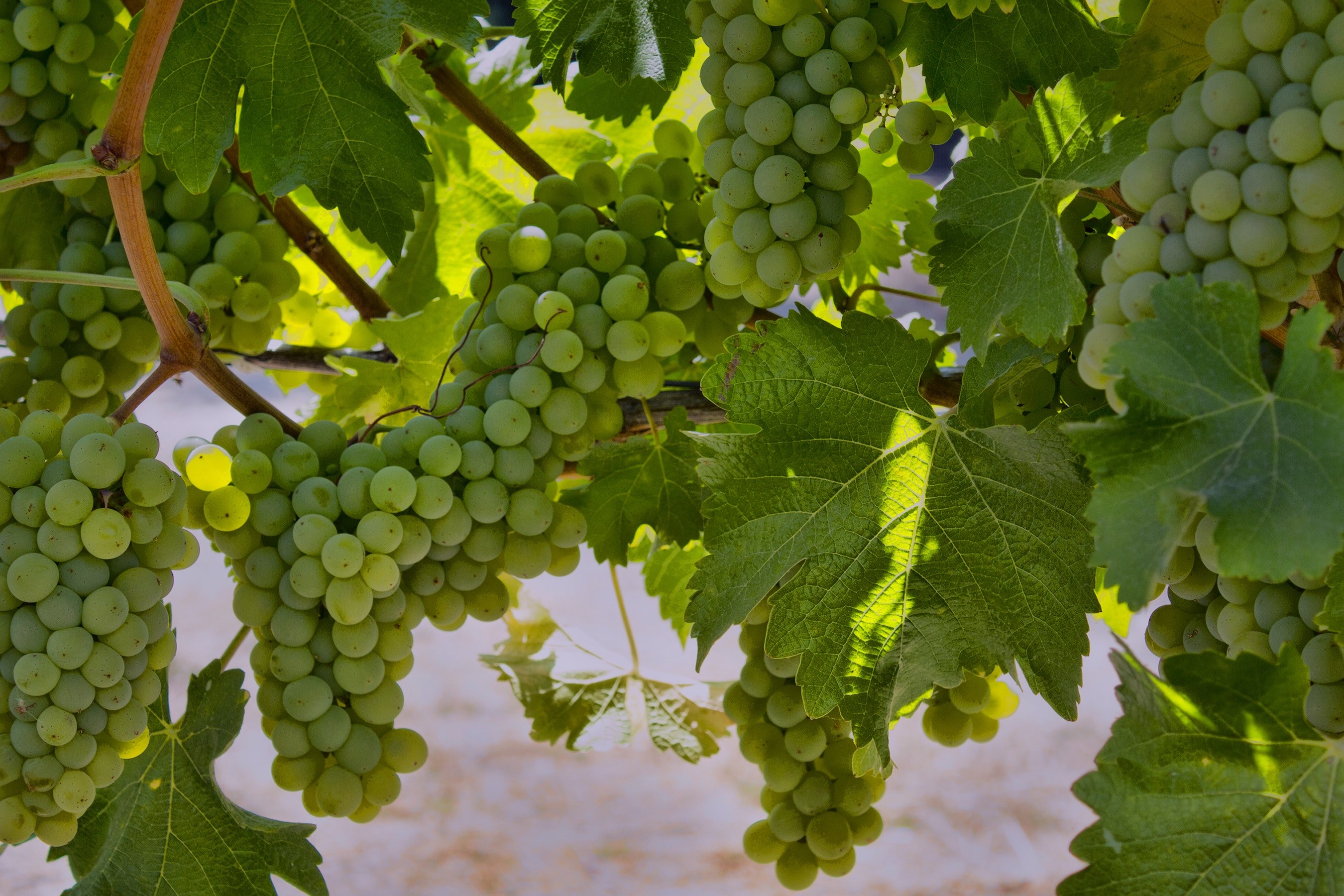 napa valley vineyard and grape 4k, HD Wallpaper