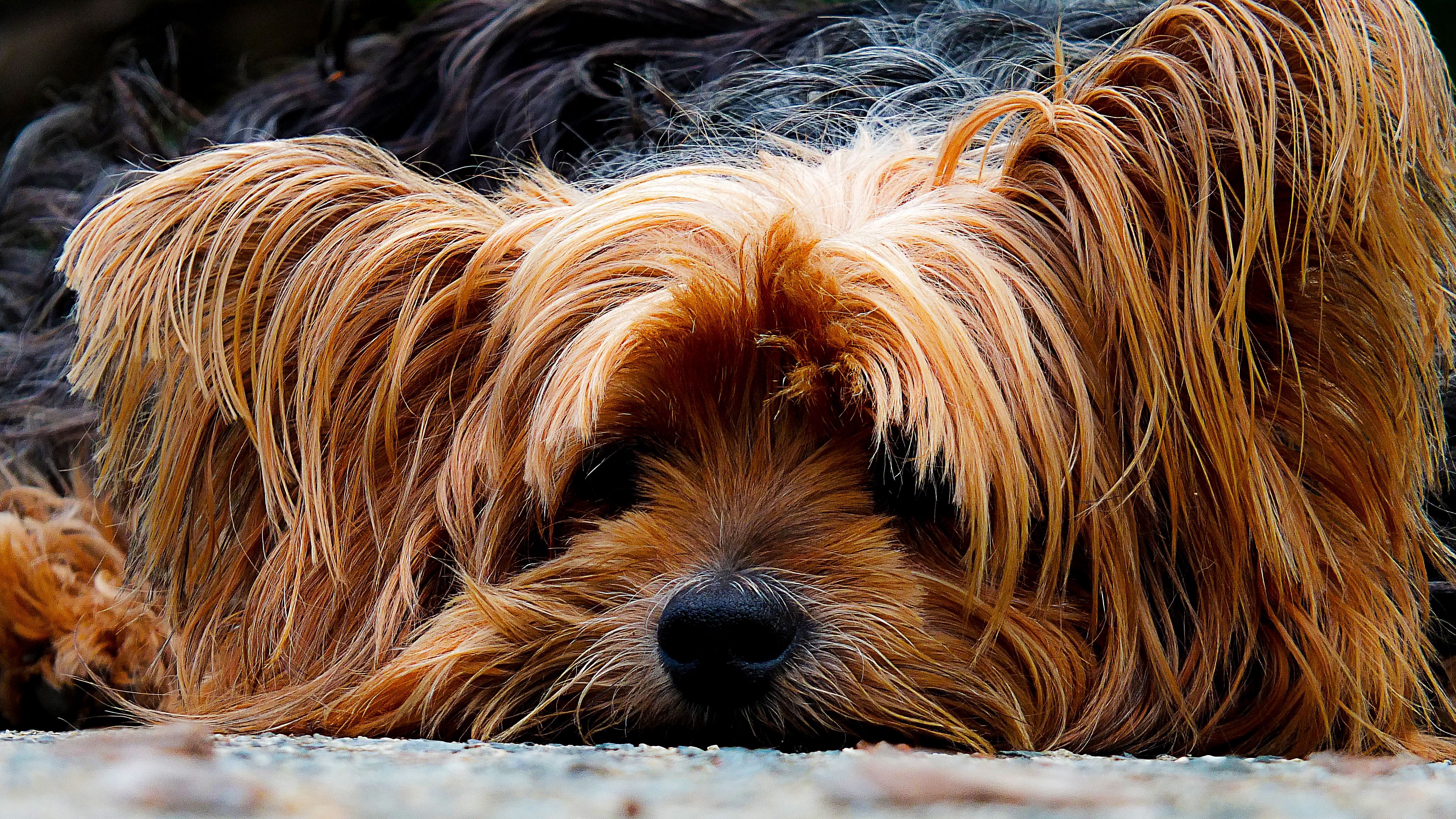 yorkshire terrier, dog, muzzle, shaggy, 4k, HD Wallpaper