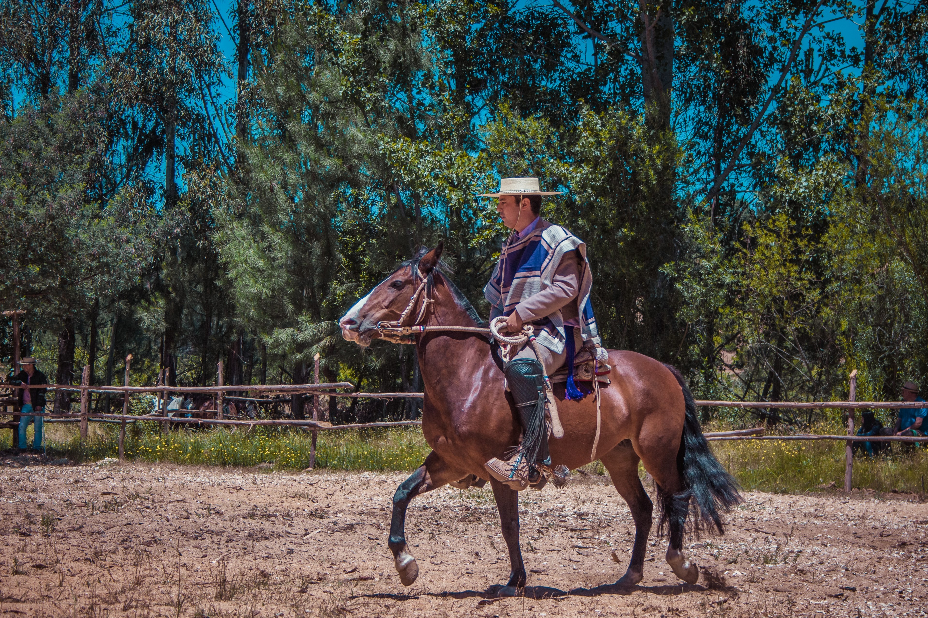 horse walking step by step 4k, HD Wallpaper