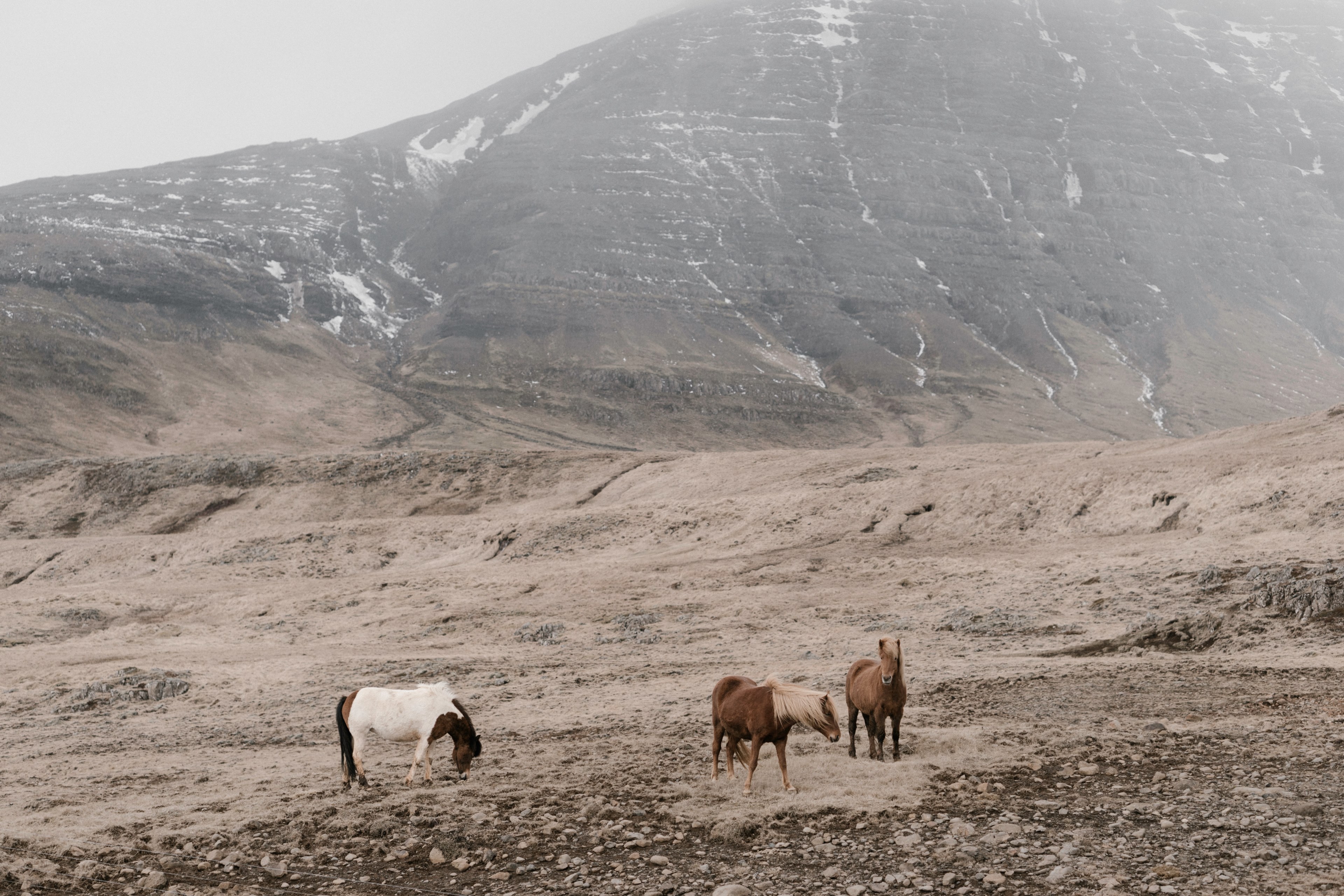 three horses grazing on a rocky plain at the foot of a mountain, three horses on rocks 4k, HD Wallpaper