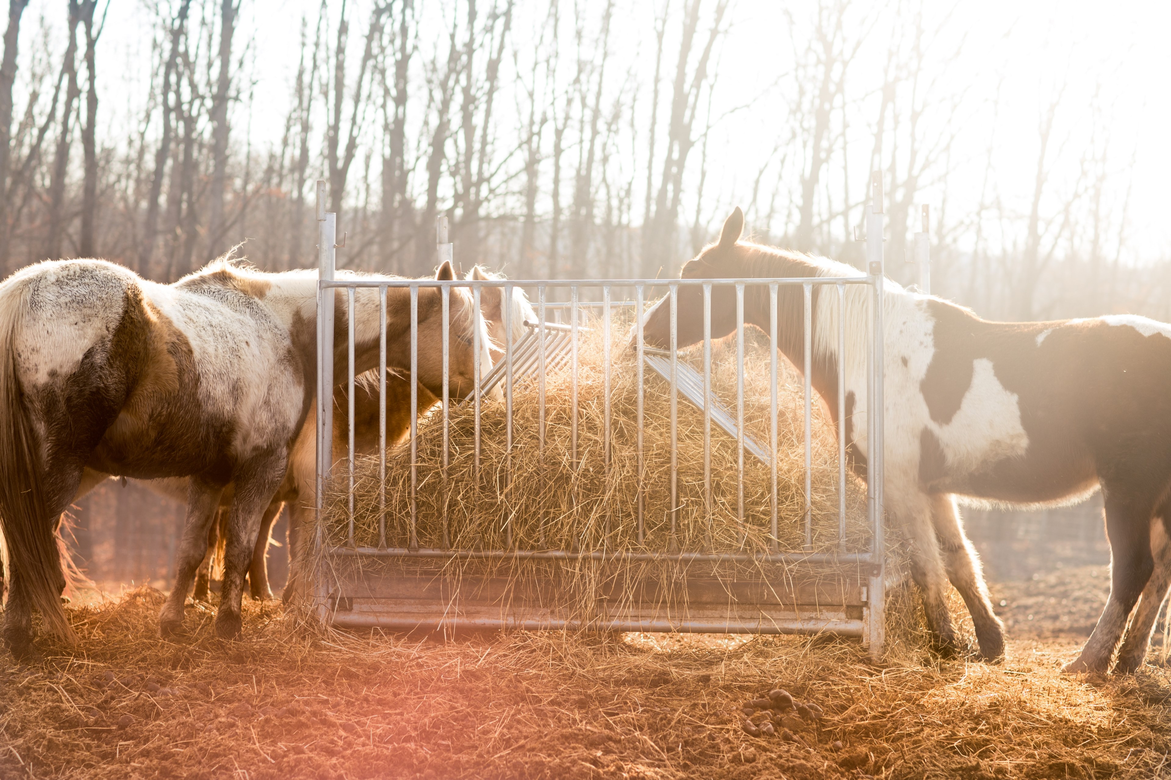 three skewbald horses eating hay out of a steel trough, horses eating hay 4k, HD Wallpaper