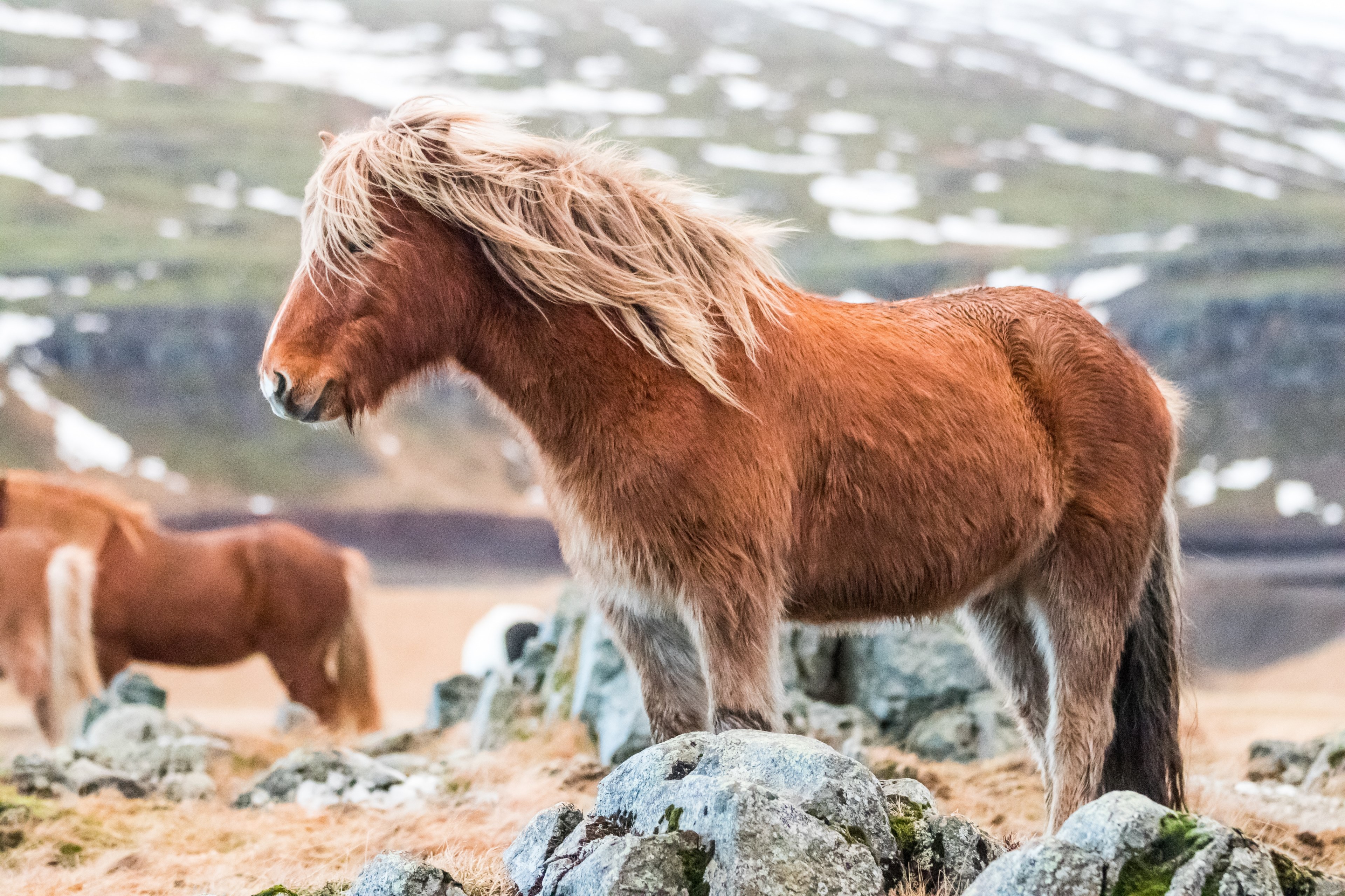 icelandic horse 4k, HD Wallpaper