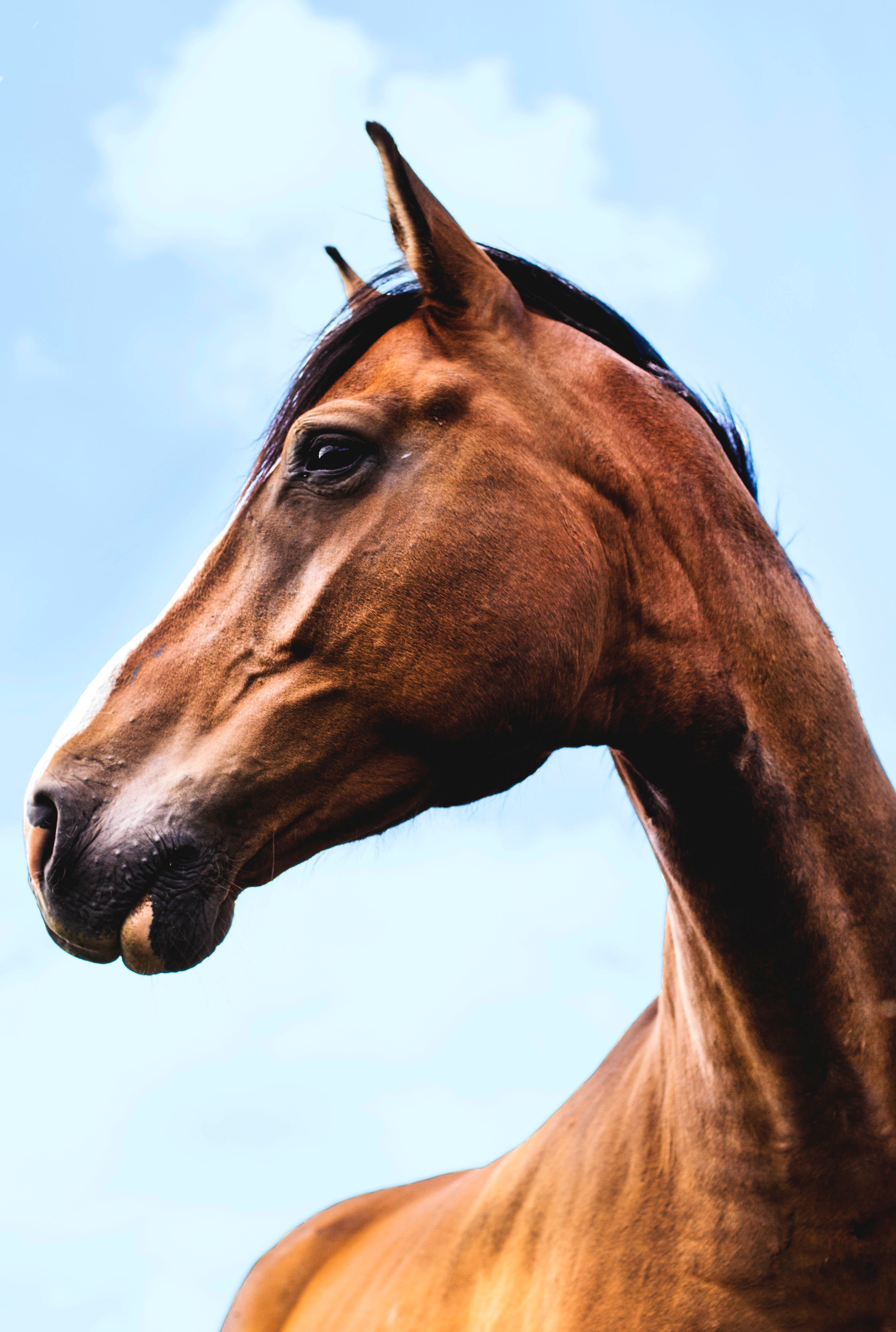close up of the head of a chestnut horse against a blue sky, majesty 4k, Phone HD Wallpaper