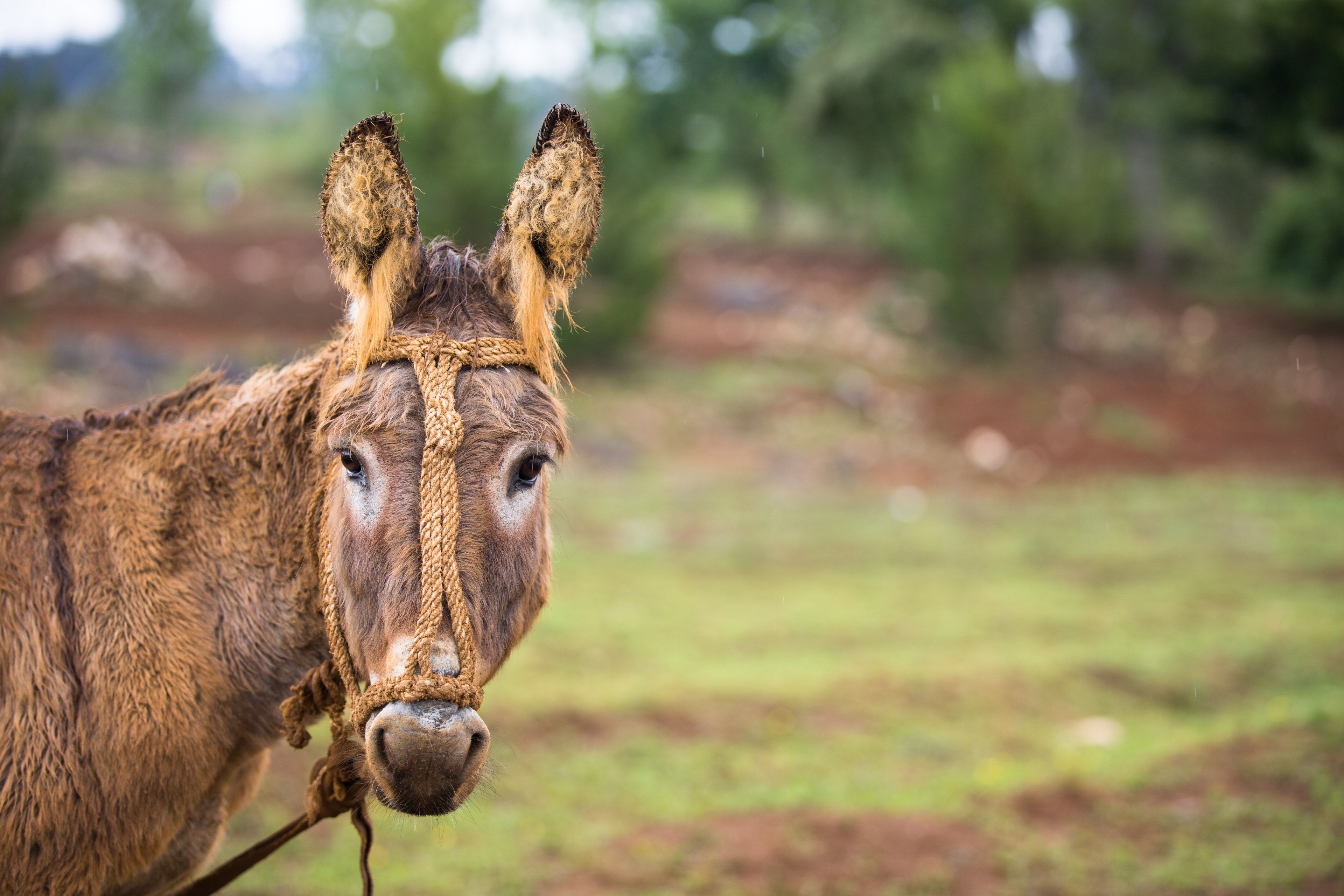 donkey head halter and rope 4k, HD Wallpaper