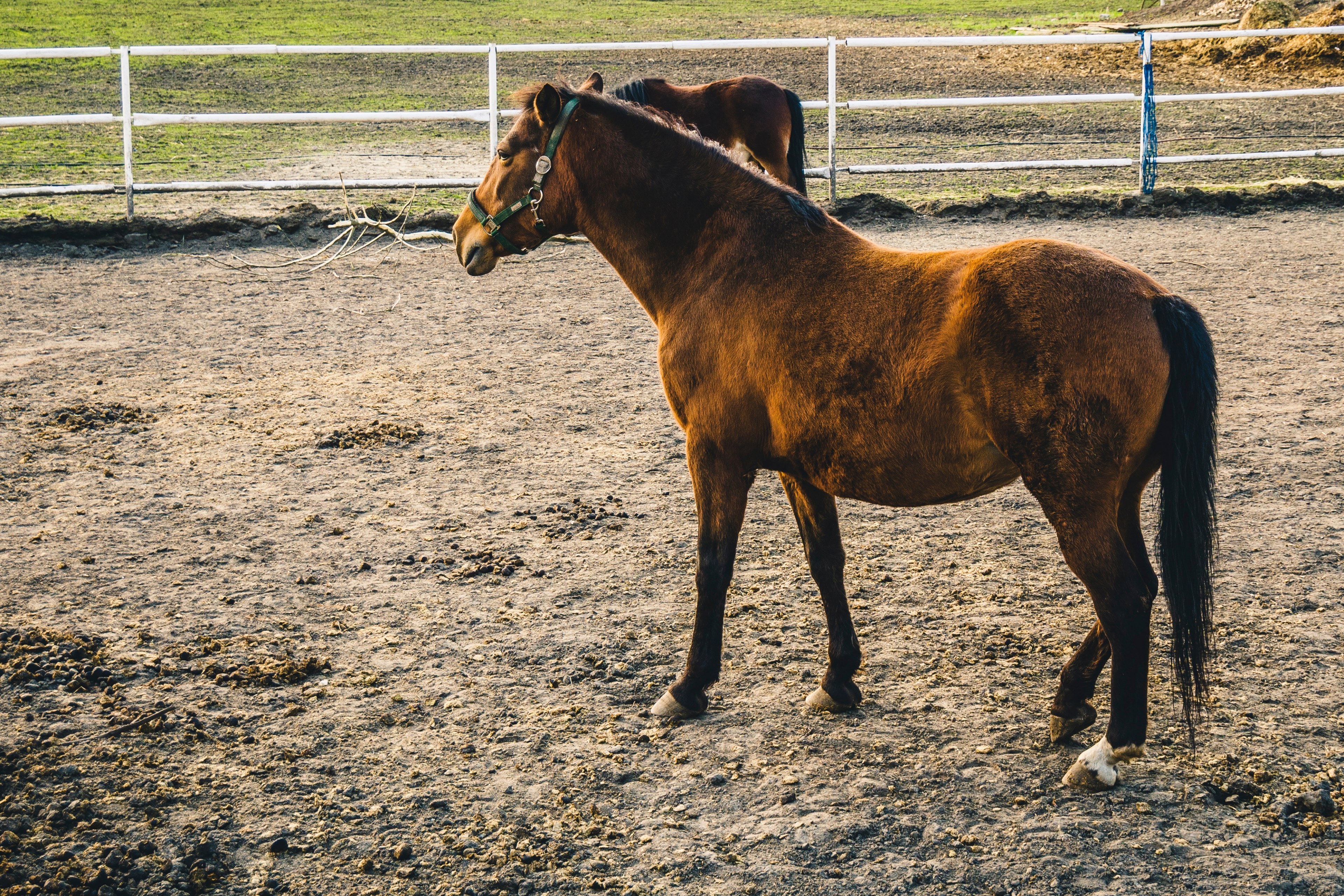 two chestnut horses in an enclosure in warsaw, steed 4k, HD Wallpaper