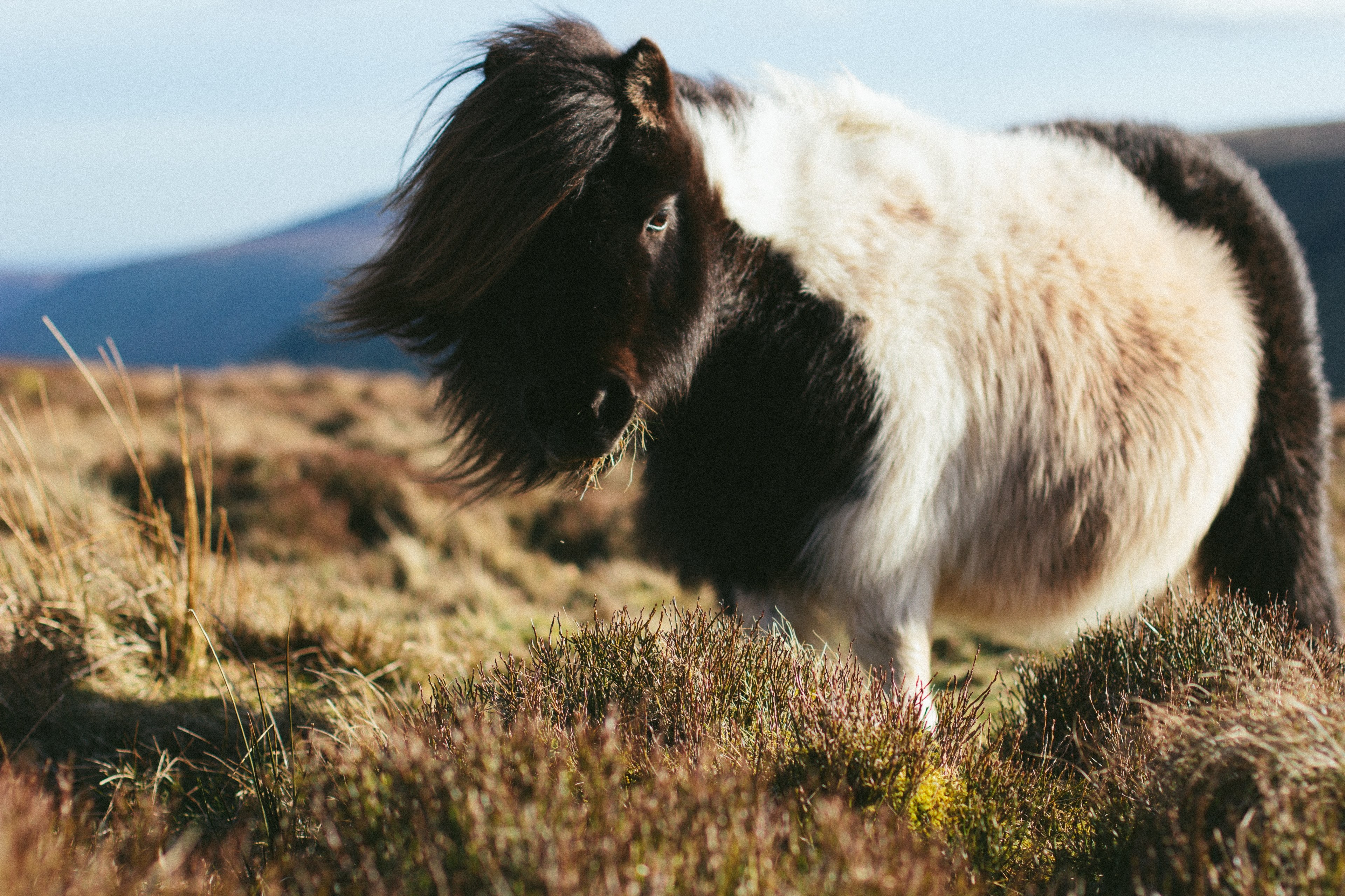 a shaggy piebald pony with a long mane grazing on thick grass, fluffy piebald pony 4k, HD Wallpaper