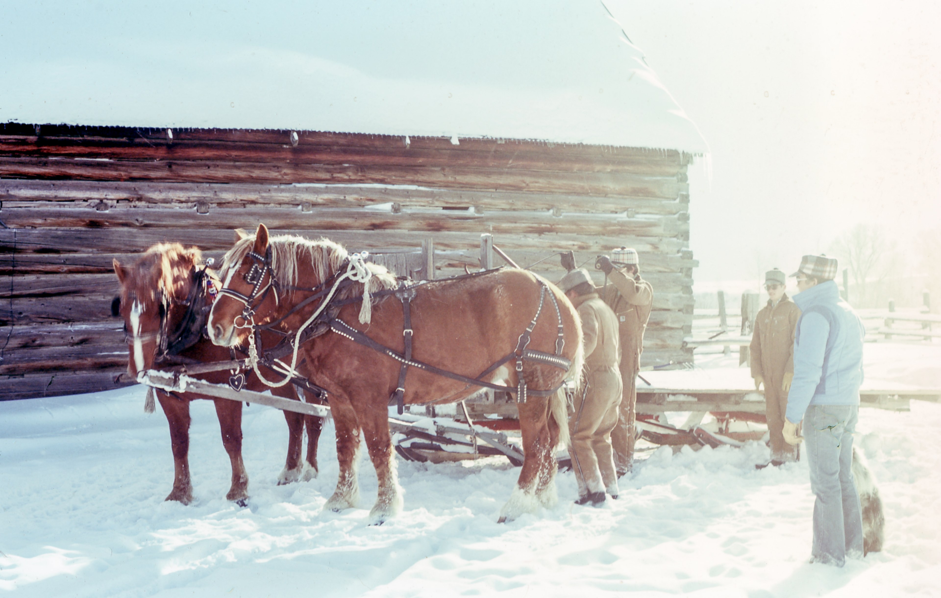 a group of men attaching a sled to brown horses on a thick layer of snow next to a cottage, horse drawn sled during a harsh winter 4k, HD Wallpaper