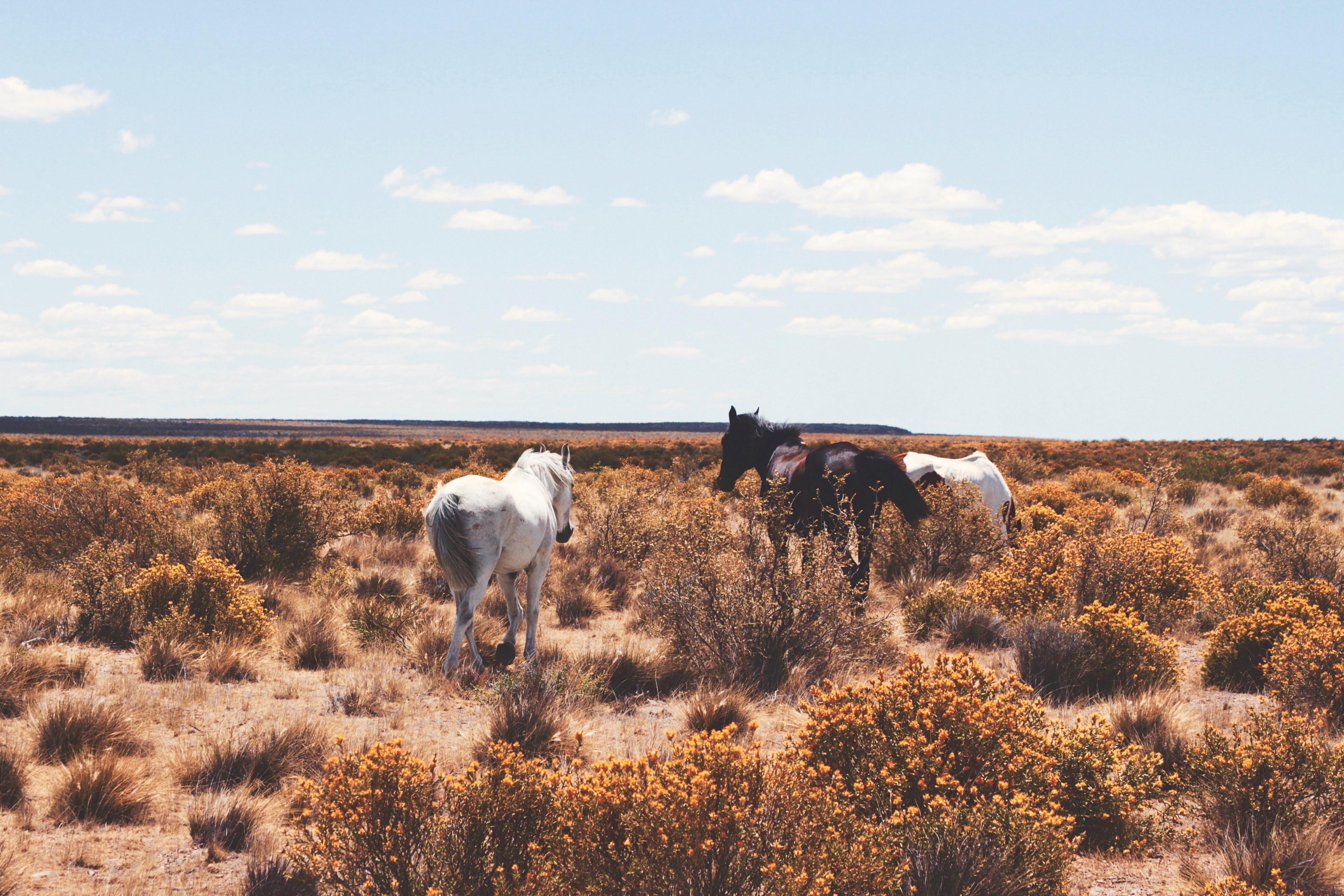 three horses walking through a shrub covered plain, horses in the shrubs 4k, HD Wallpaper