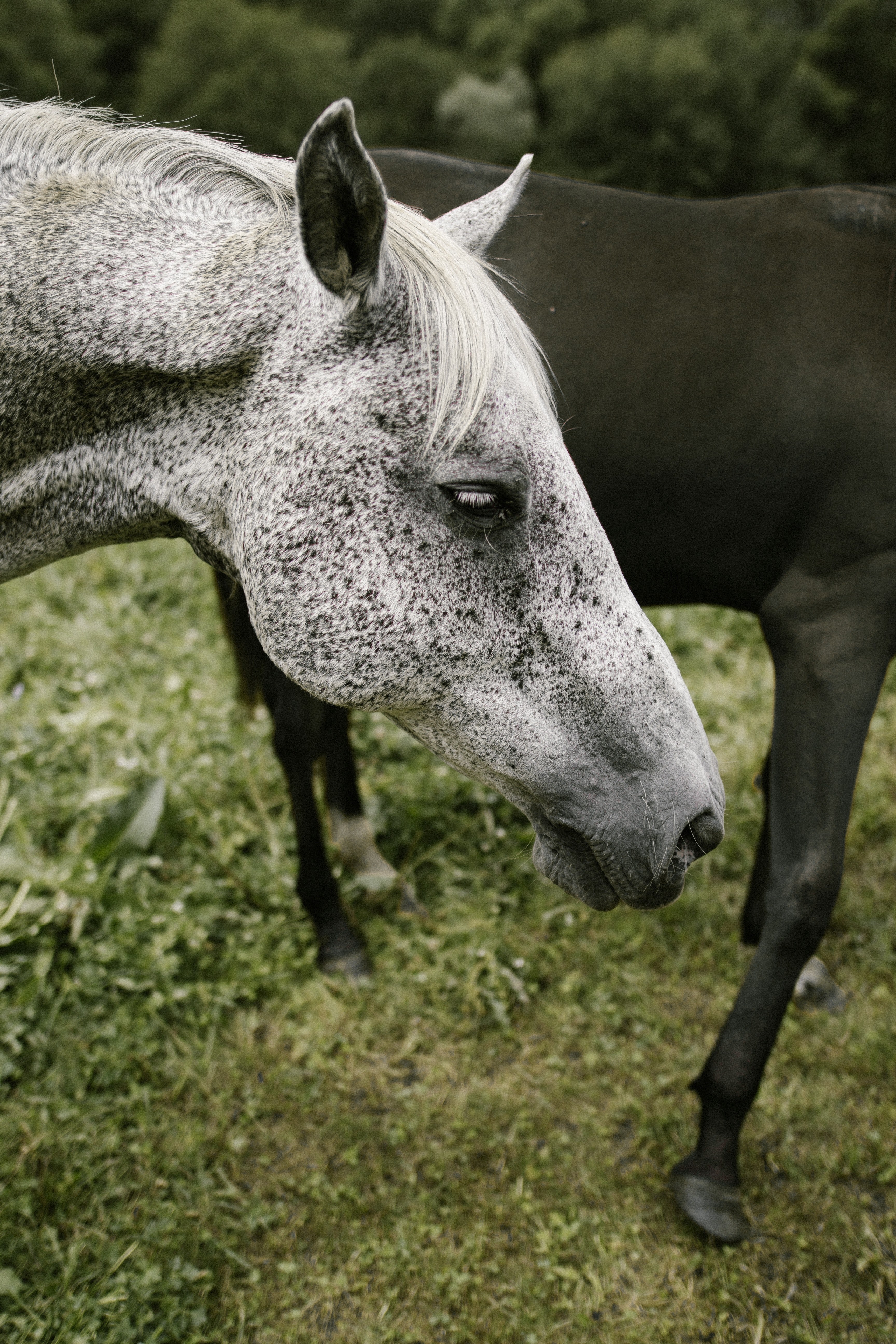 horse horse head profile and animal hd, 4k, Phone HD Wallpaper