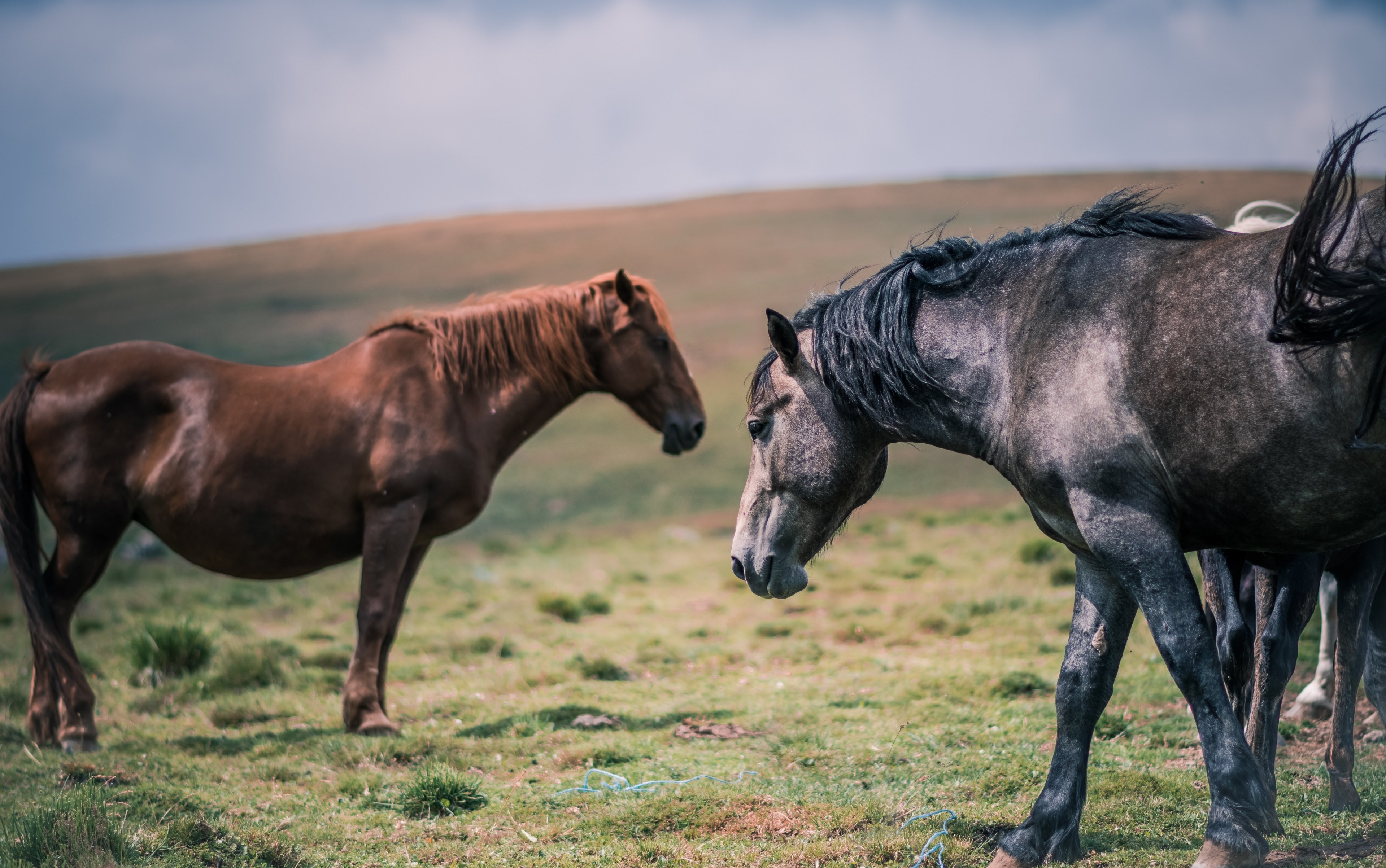 a group of wild horses on the slope of a grassy hill in piatra ars, wild horses on a hill 4k, HD Wallpaper