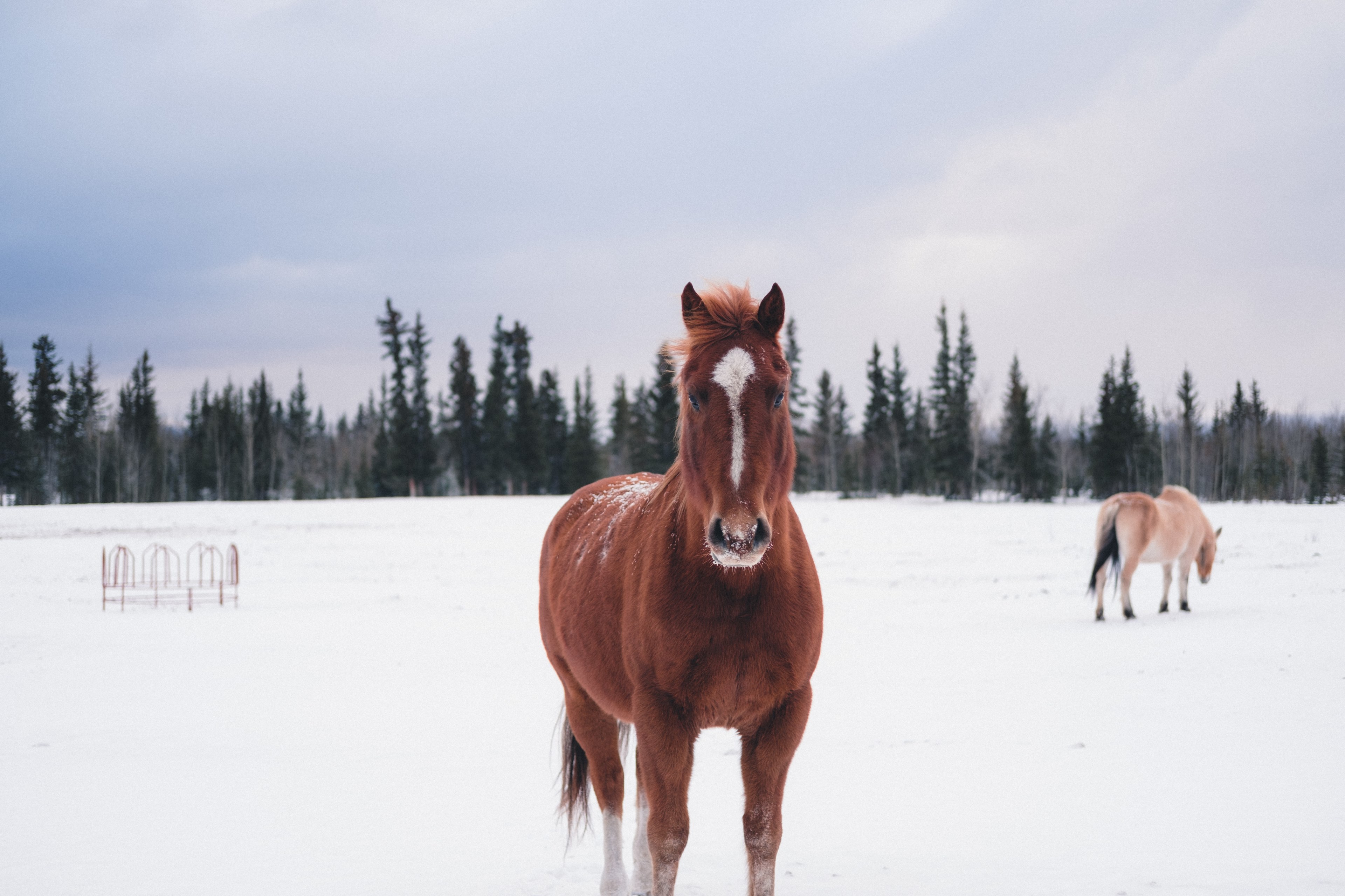 a brown horse with a white stripe on its head standing on snow with another horse at the back, two horses on snow 4k, HD Wallpaper
