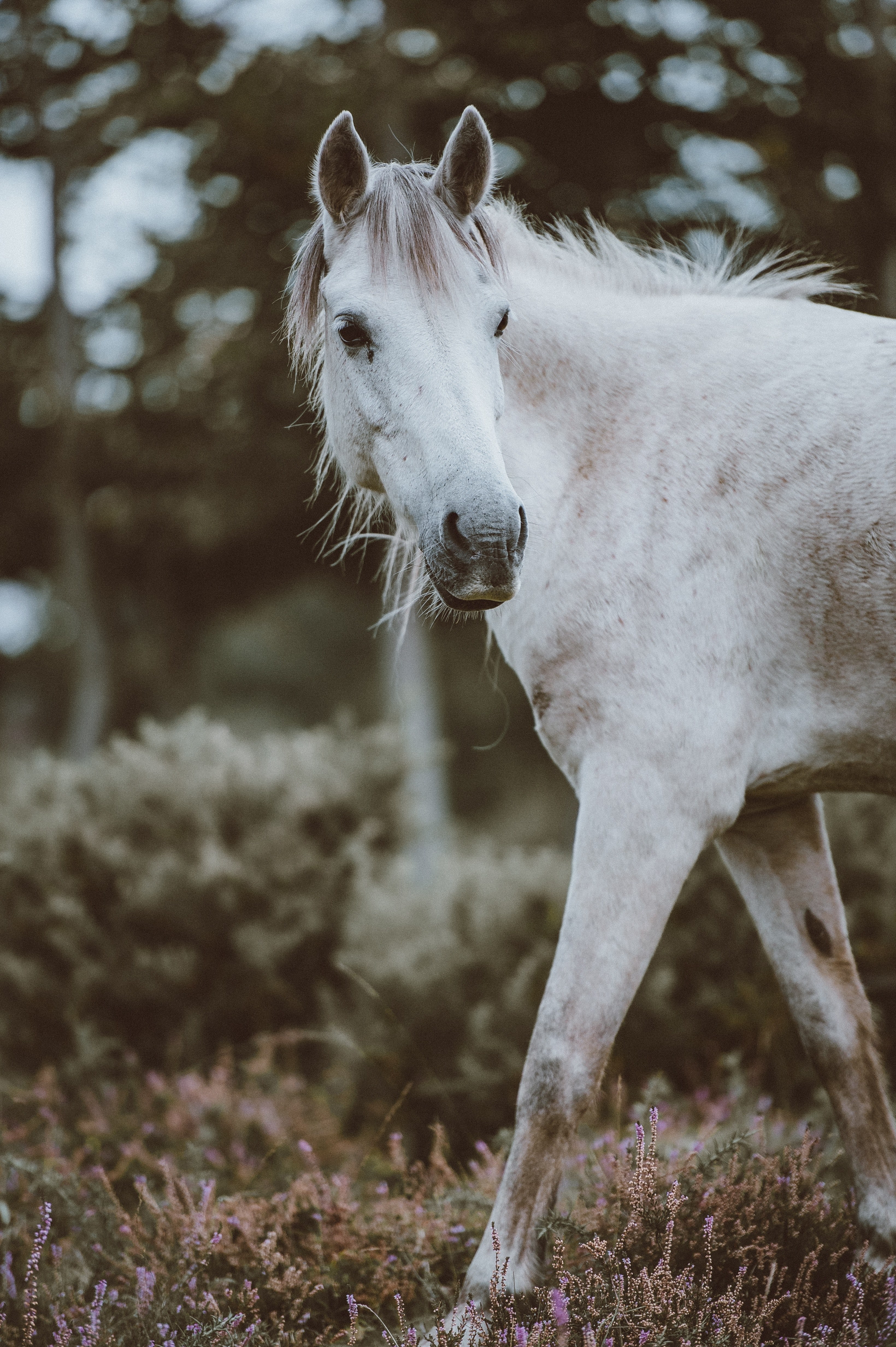 horse pony white and grass hd, 4k, Phone HD Wallpaper