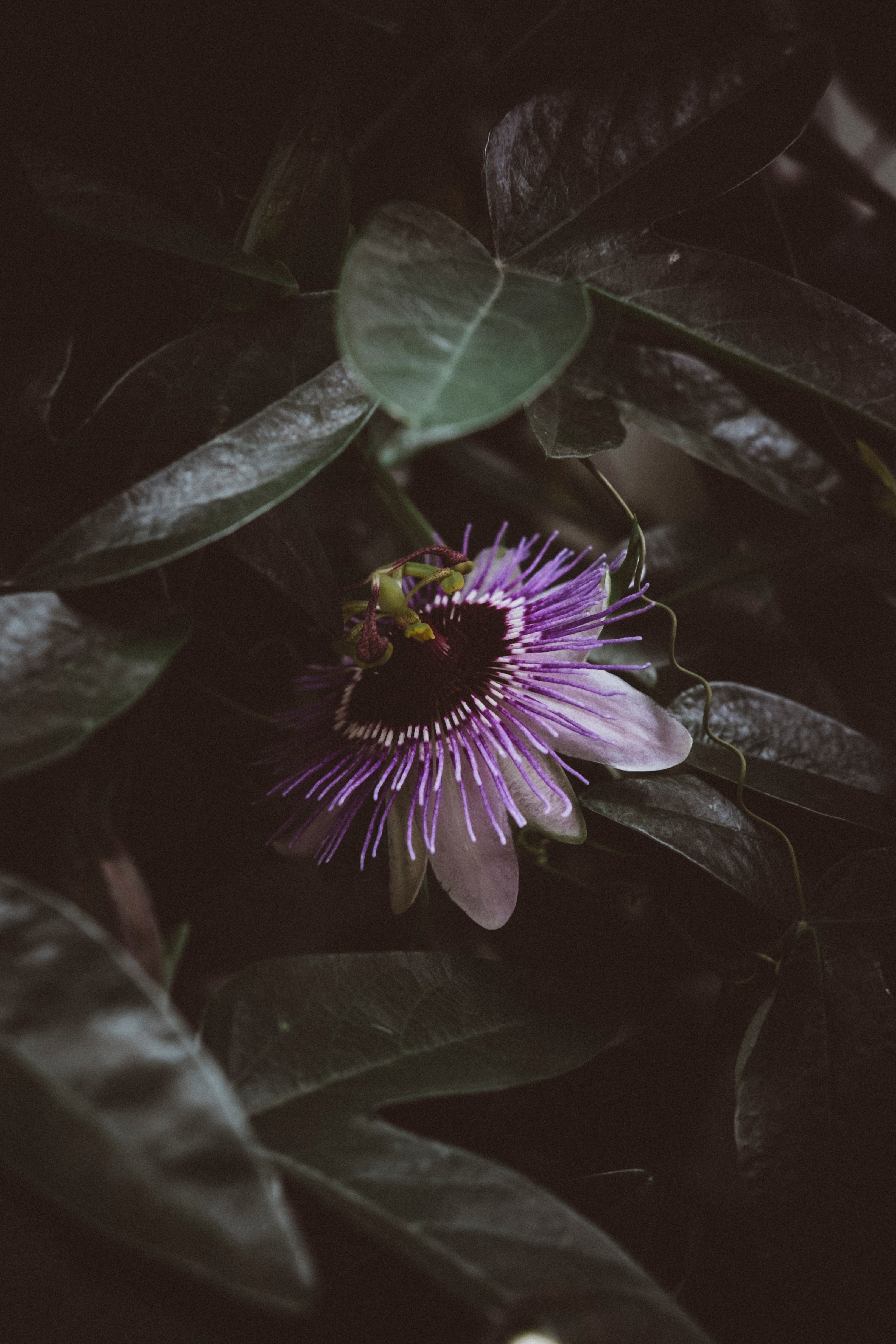 purple dreams in the greens 4k, Phone HD Wallpaper