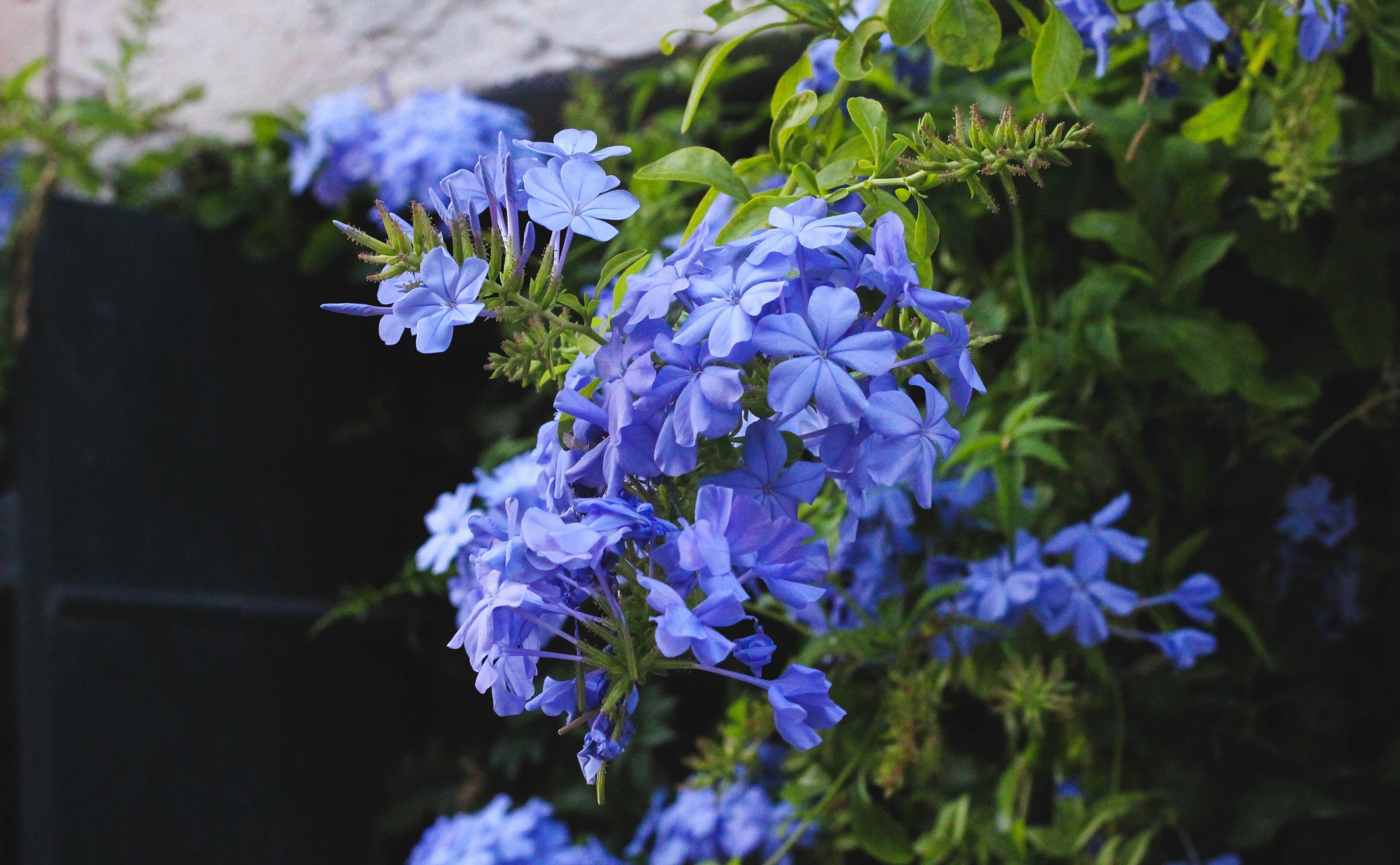 petal plant flower and florist 4k, HD Wallpaper