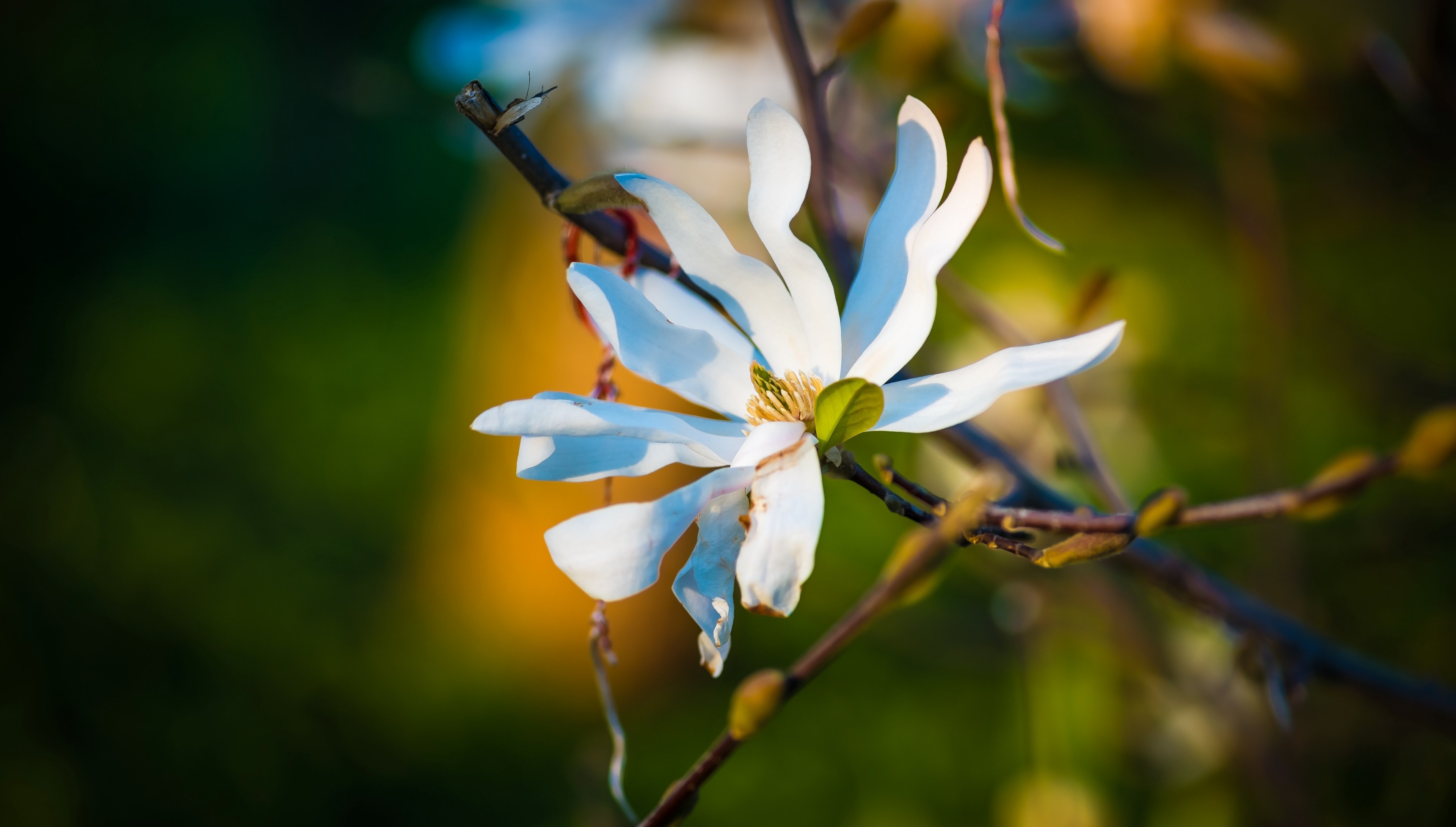 product blog and share 4k, HD Wallpaper