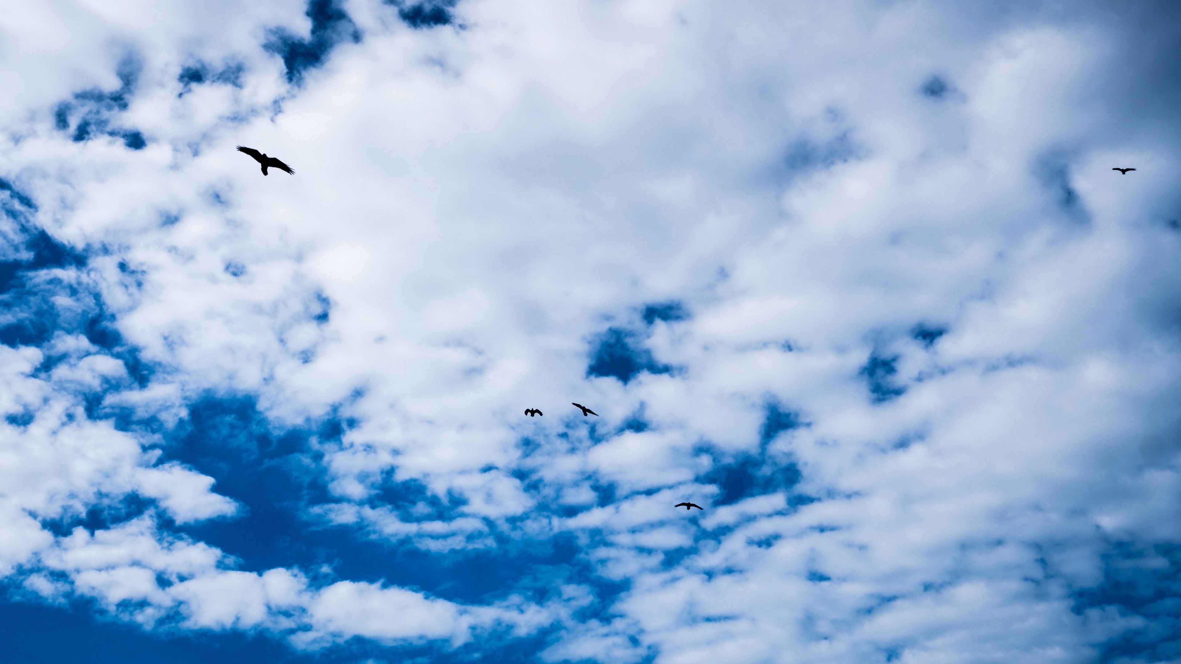 bird, sky, clouds, 4k, HD Wallpaper