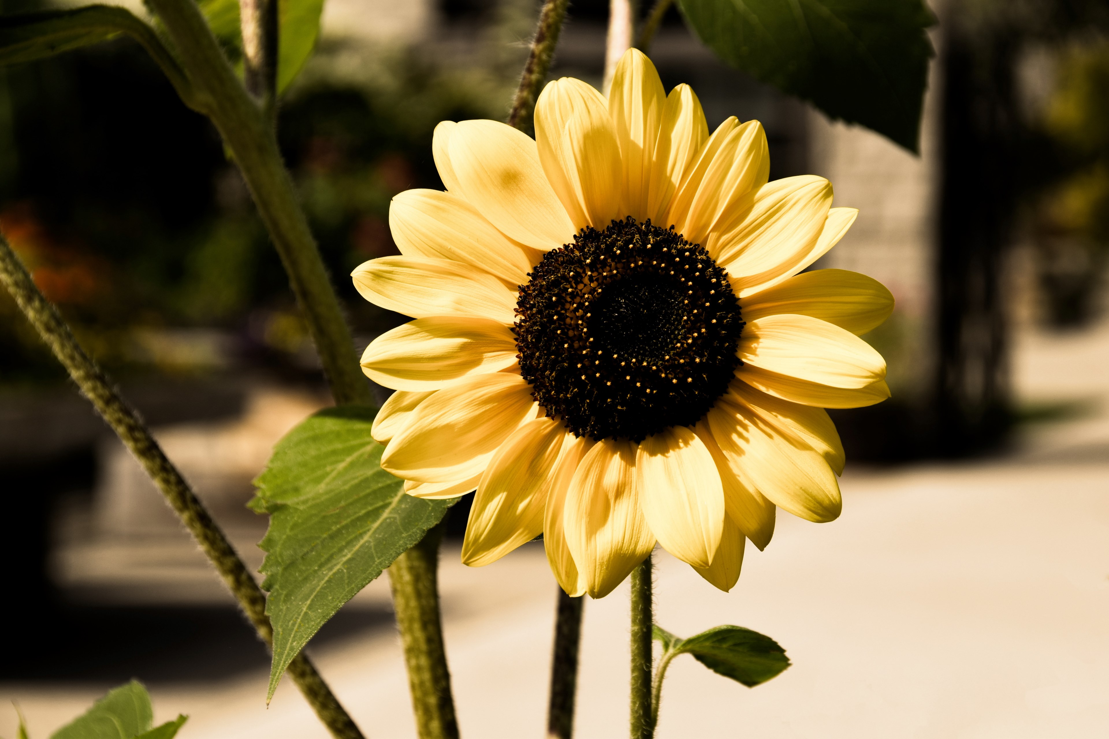 flower sunflower yellow and petals 4k, HD Wallpaper