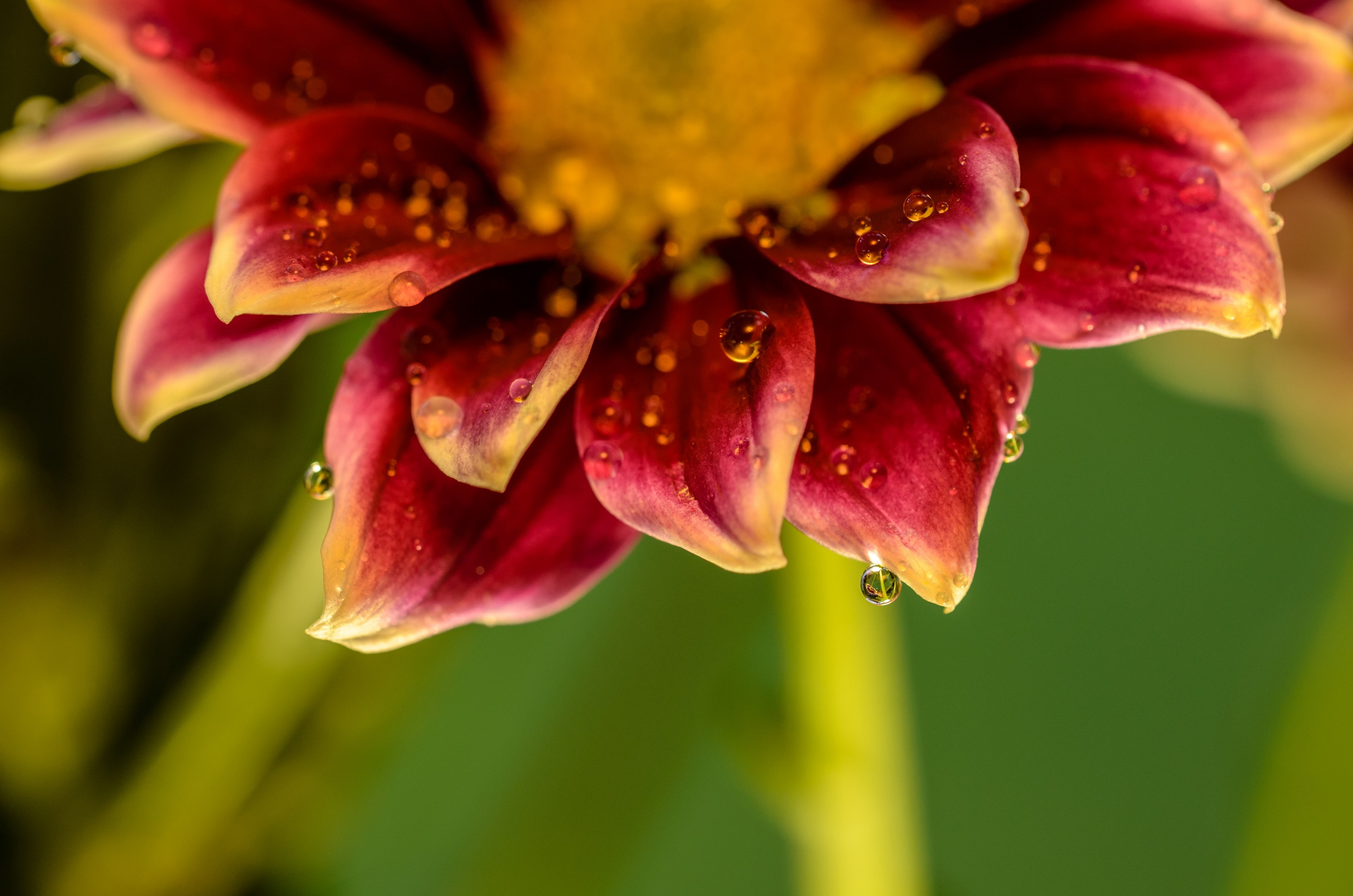 flower red wet and droplet 4k, HD Wallpaper