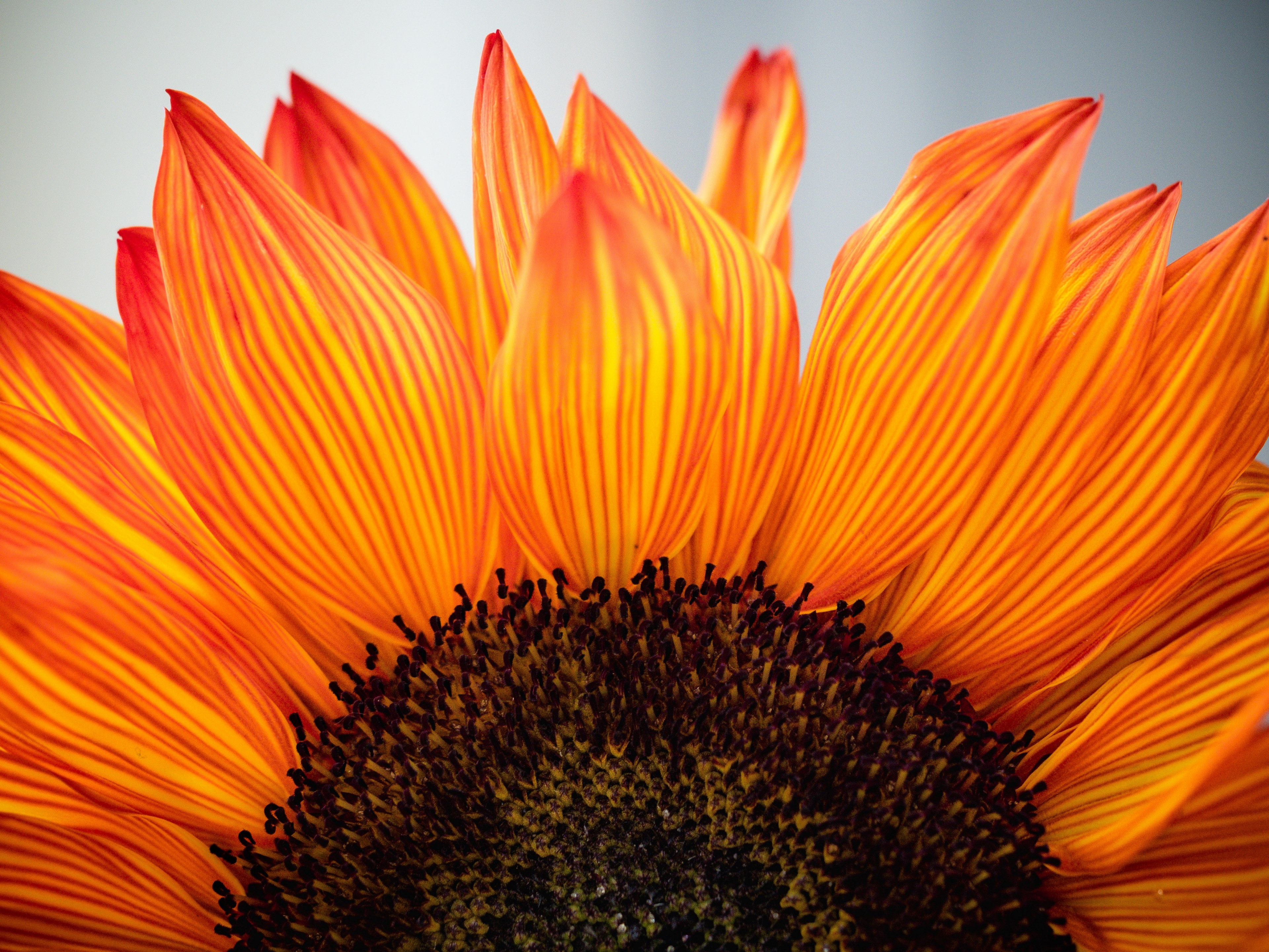 give thanks 4k, HD Wallpaper
