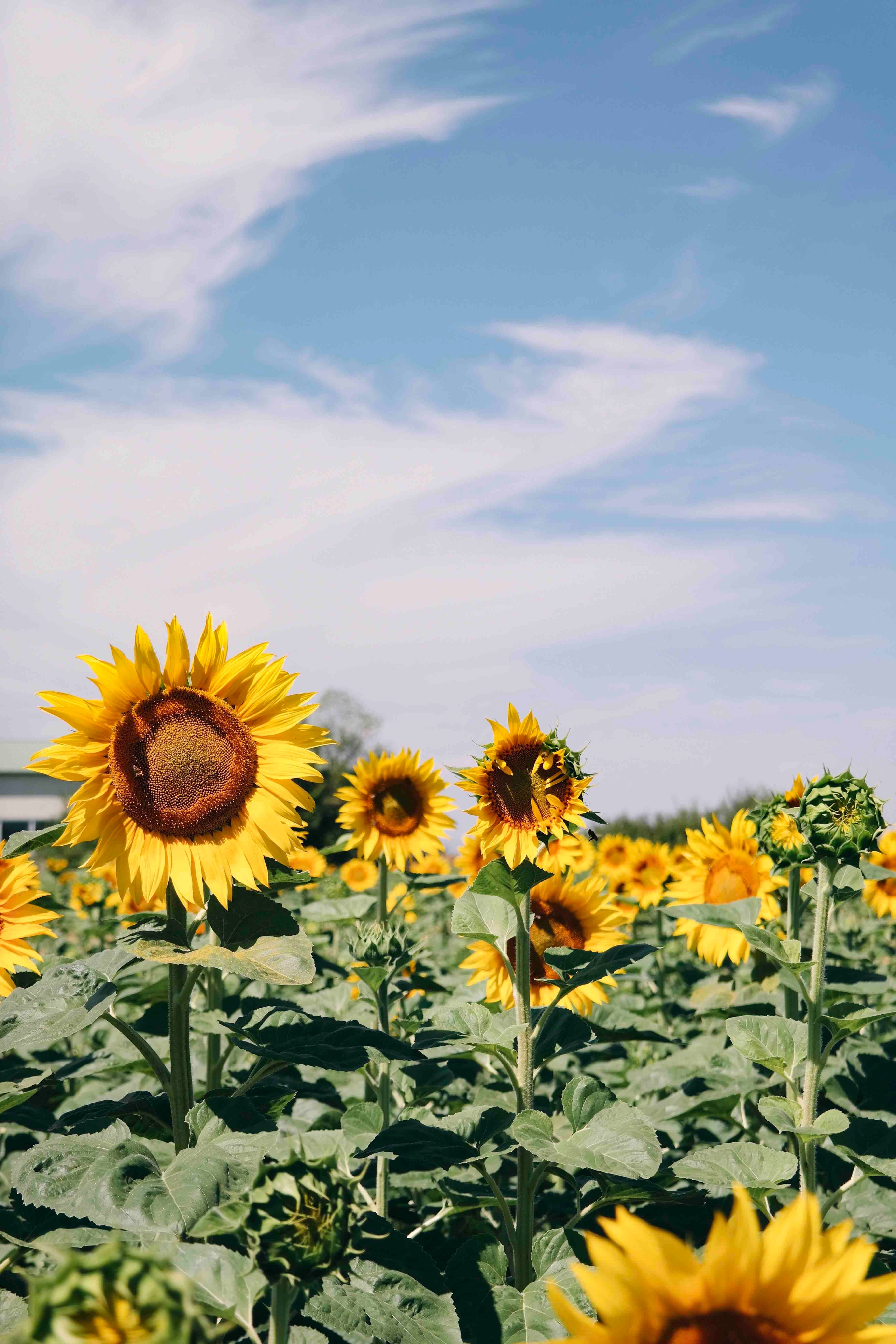 sunflower blue sky field and flower hd, 4k, Phone HD Wallpaper