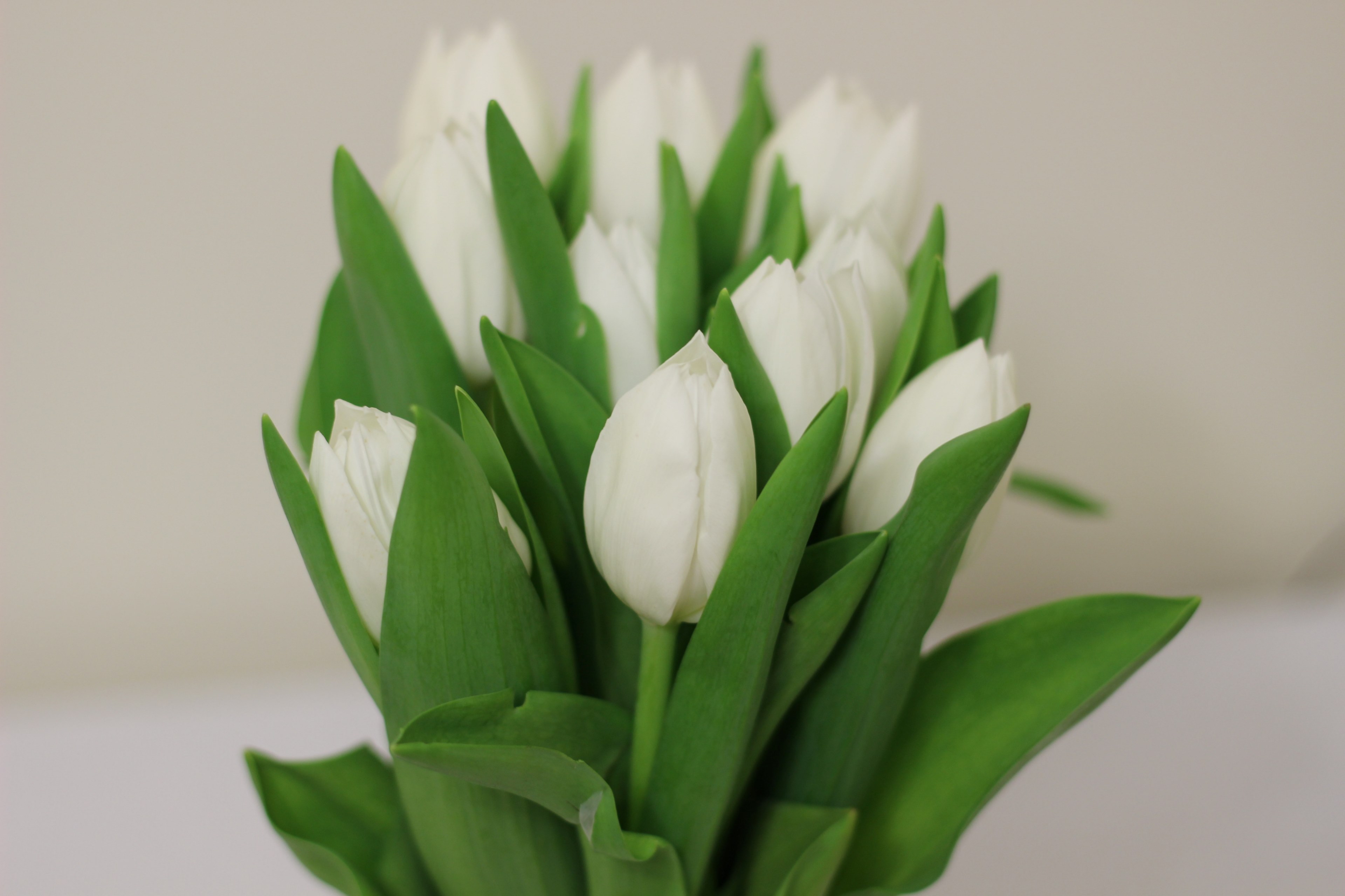 flower tulip bouquet and plant 4k, HD Wallpaper