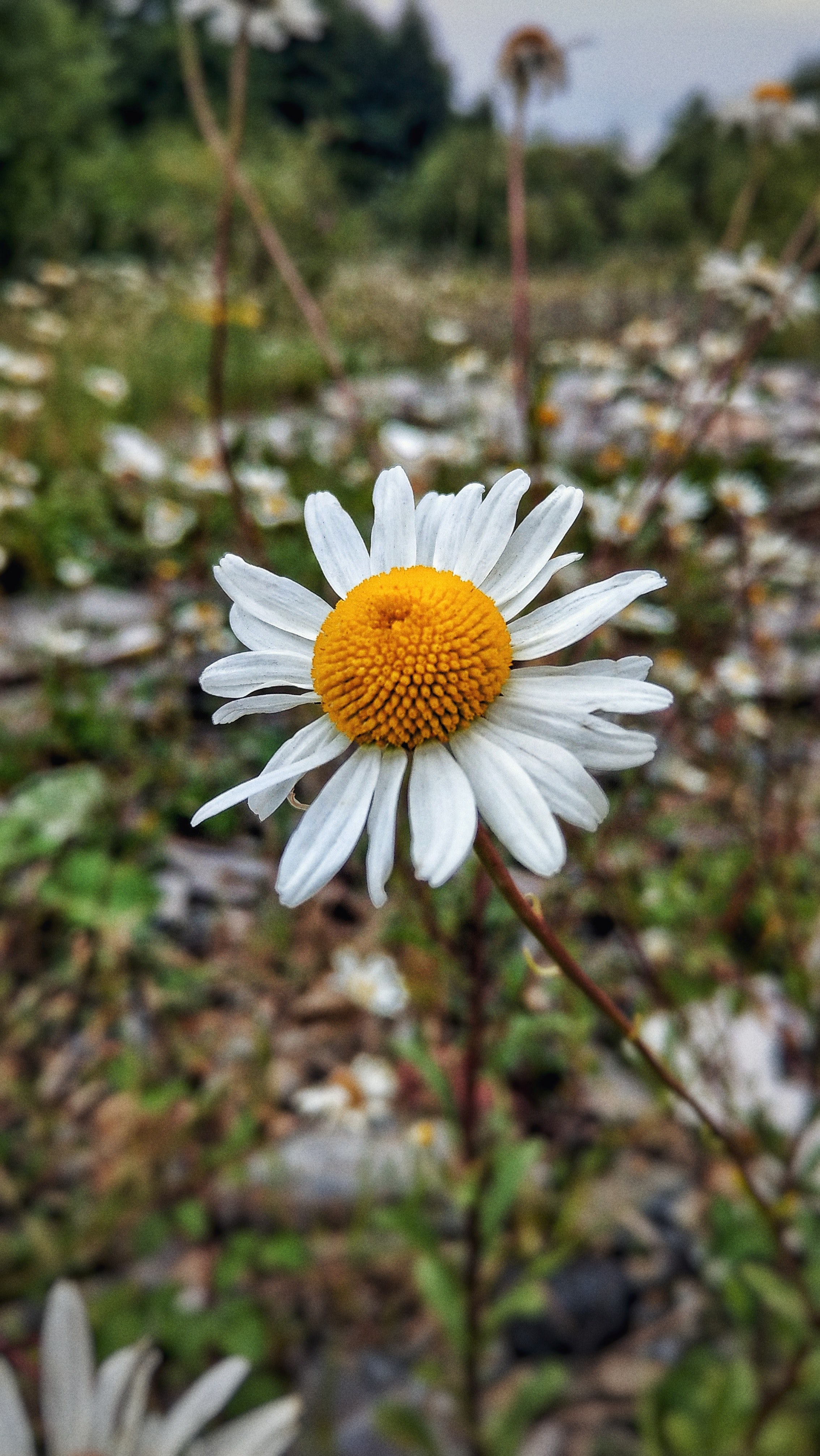 petal flower daisy and grow hd, 4k, Phone HD Wallpaper