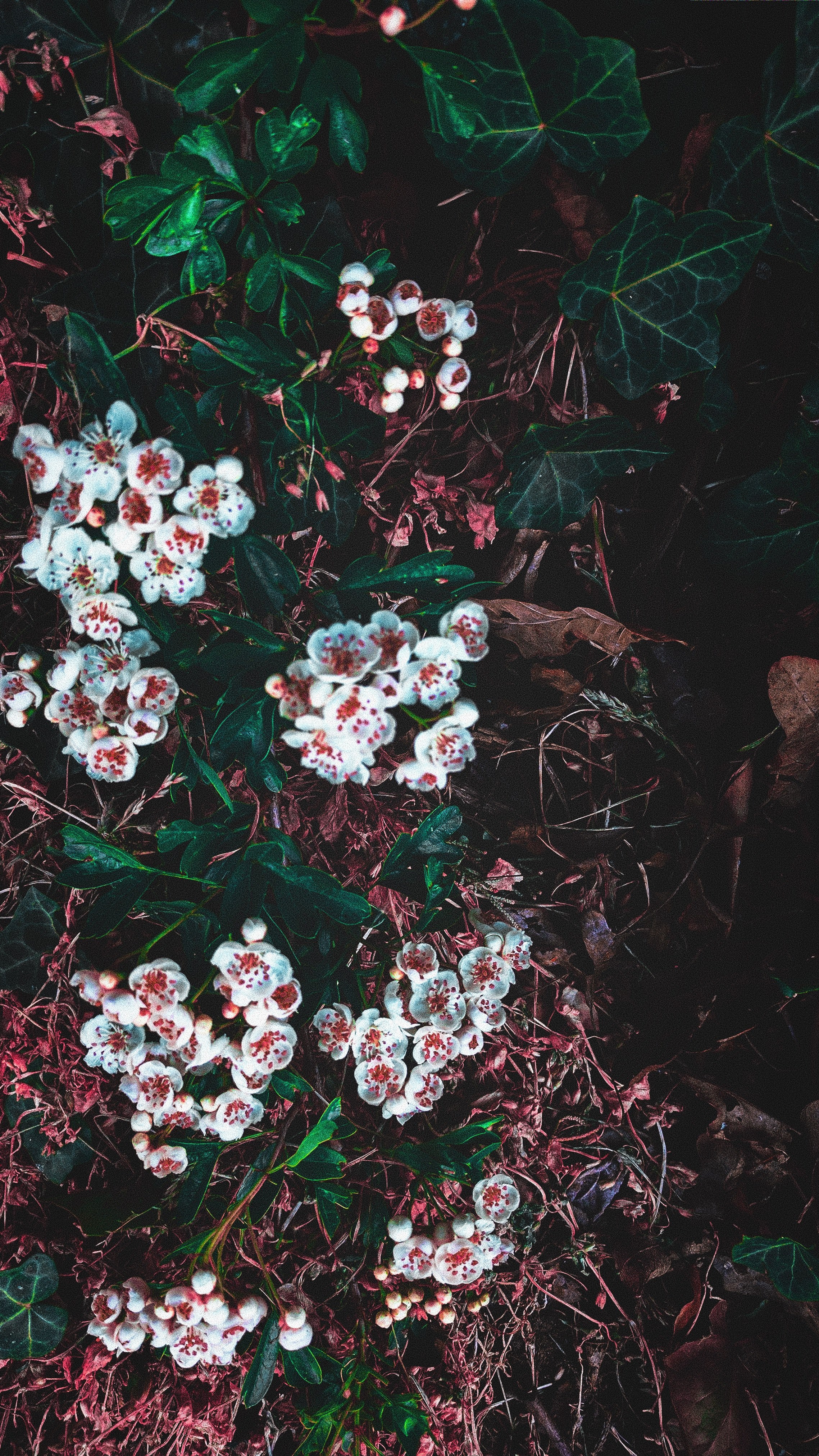 flower gift graphic and art hd, 4k, Phone HD Wallpaper