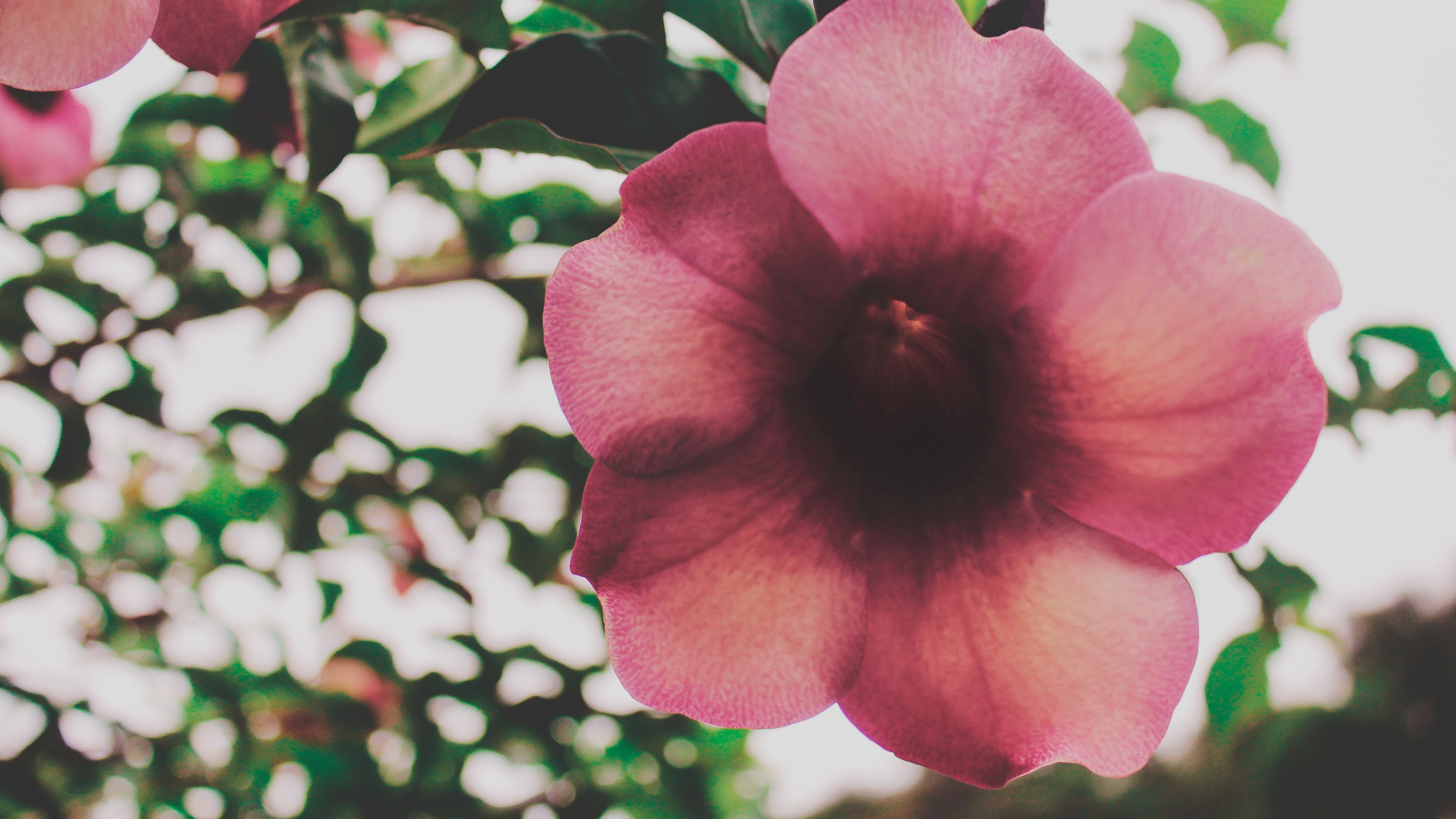 plant petal flower and freshness 4k, HD Wallpaper