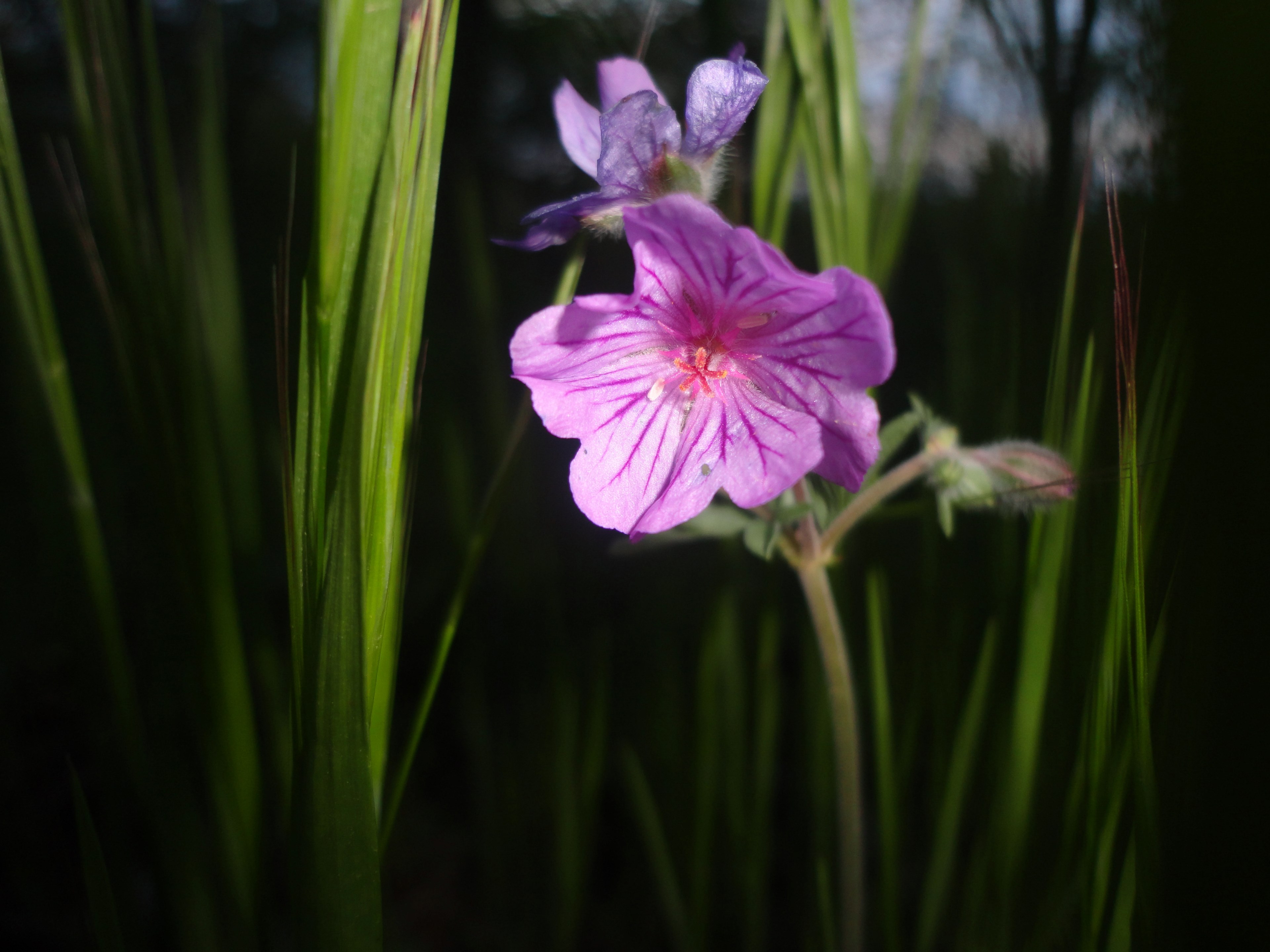 nature night purple and purple flower 4k, HD Wallpaper