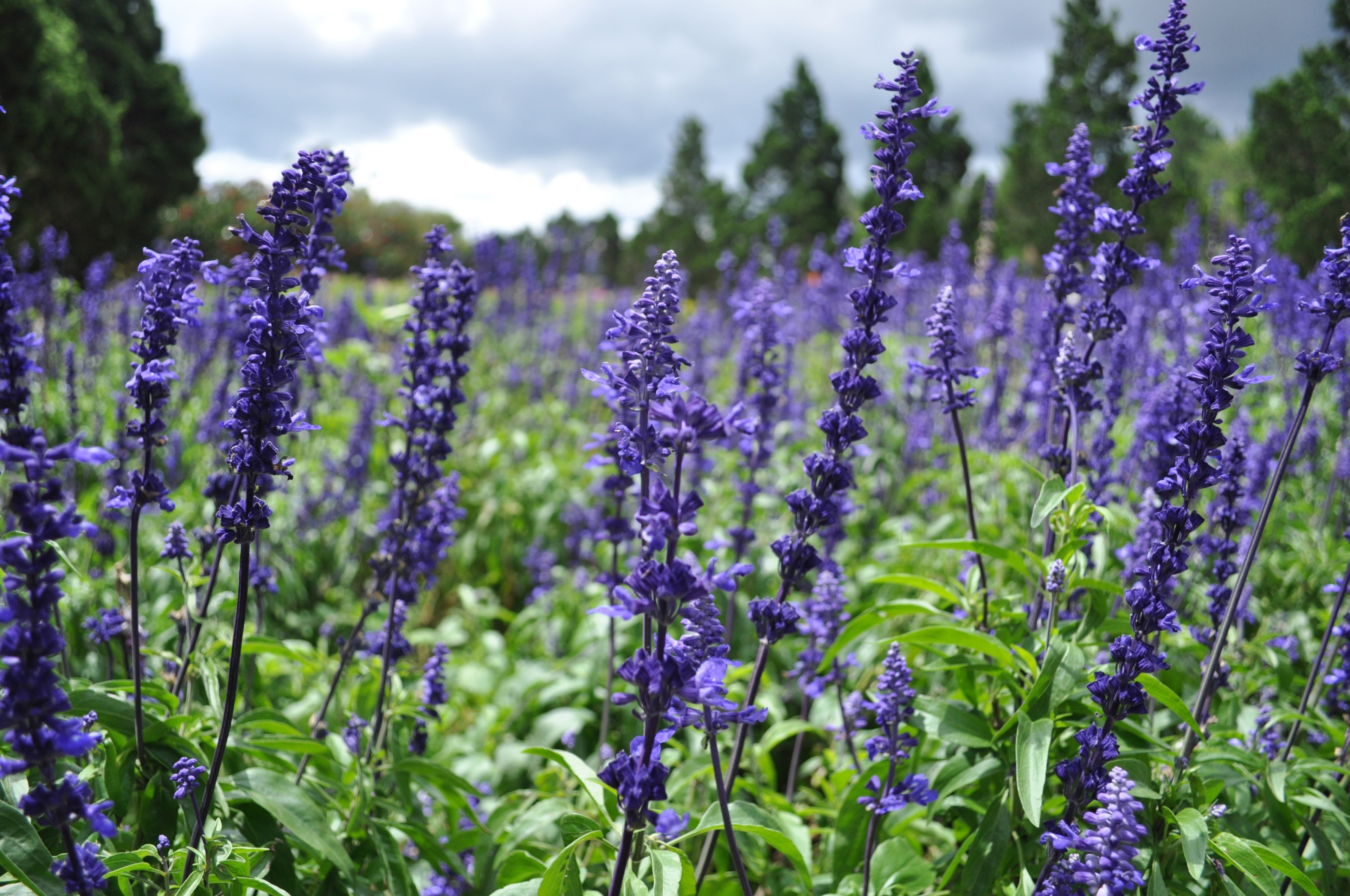 close up of a large grouping of lavender flowers, in a lavender field 4k, HD Wallpaper