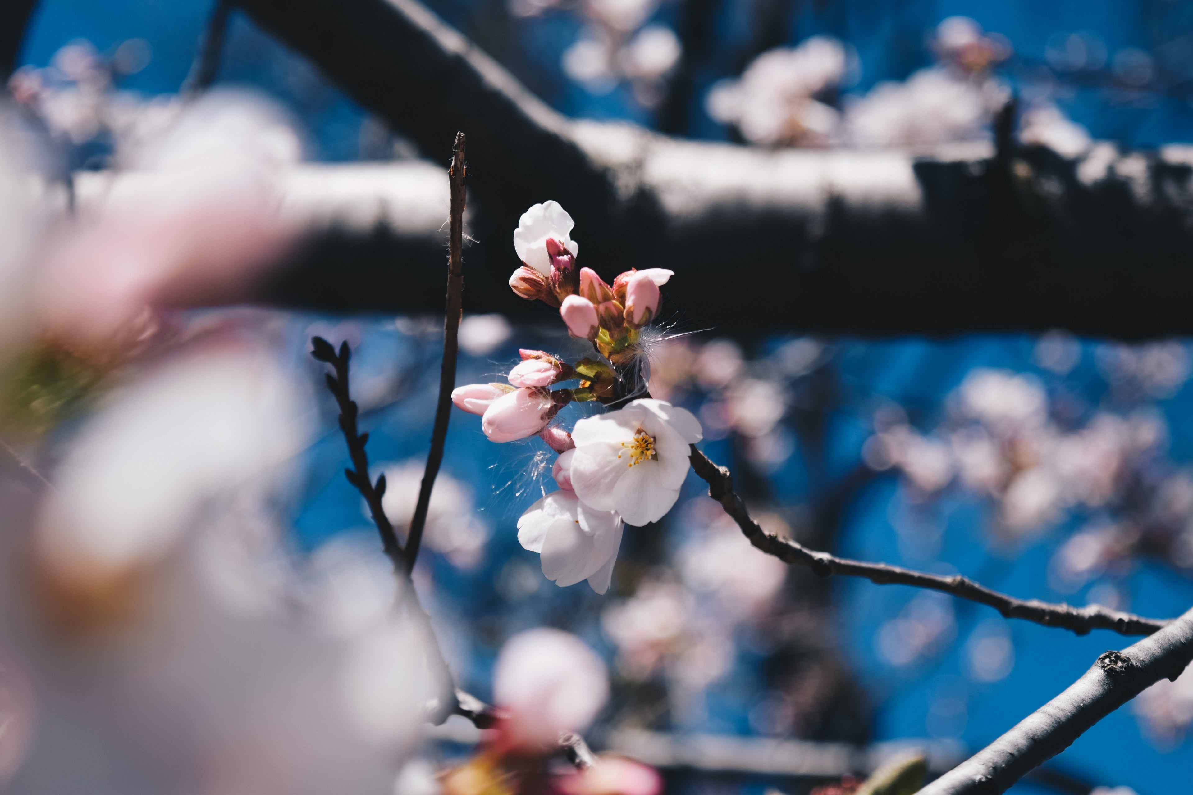 summer pastel pink and bloom 4k, HD Wallpaper