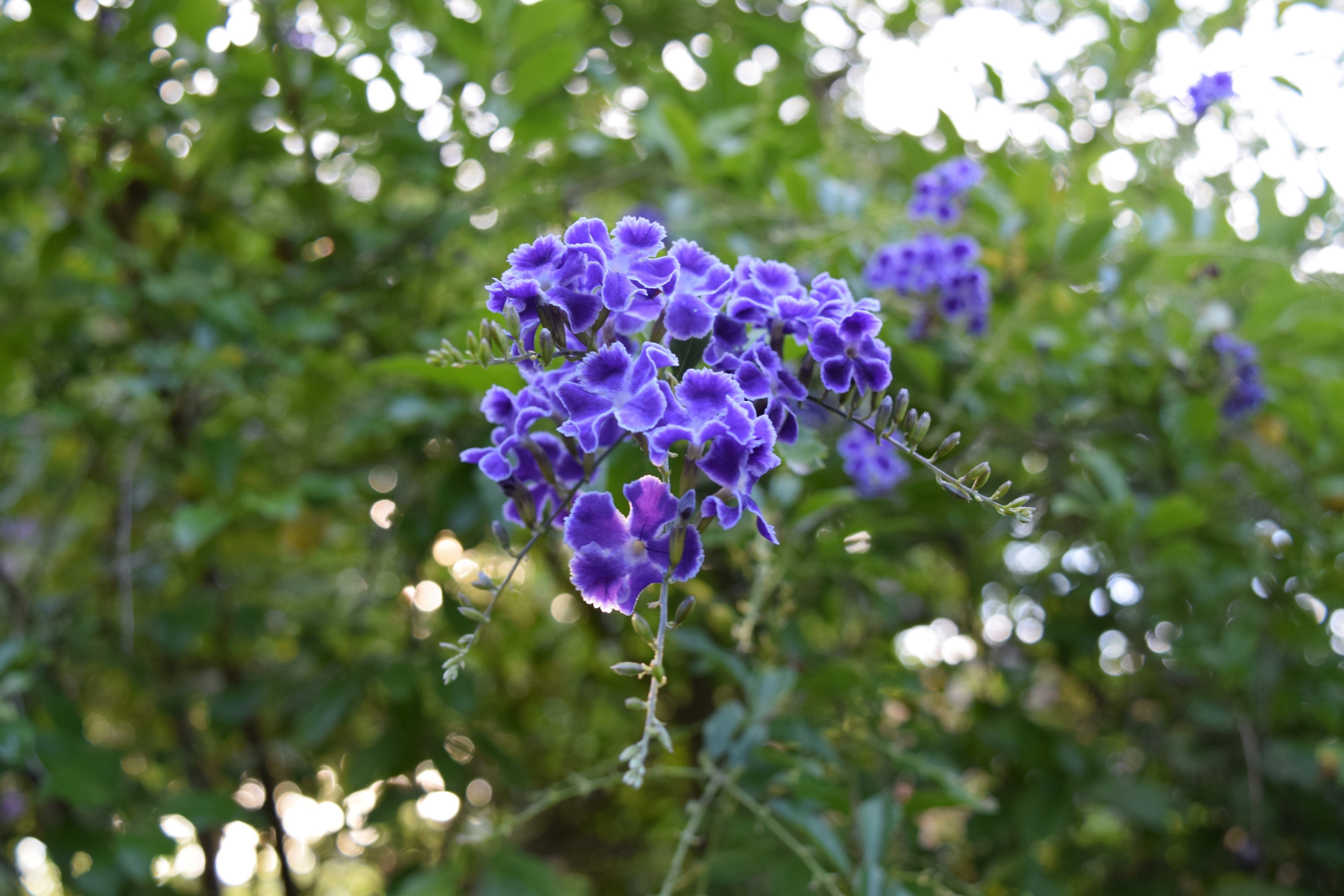 flower vibrant tree and backdrop 4k, HD Wallpaper