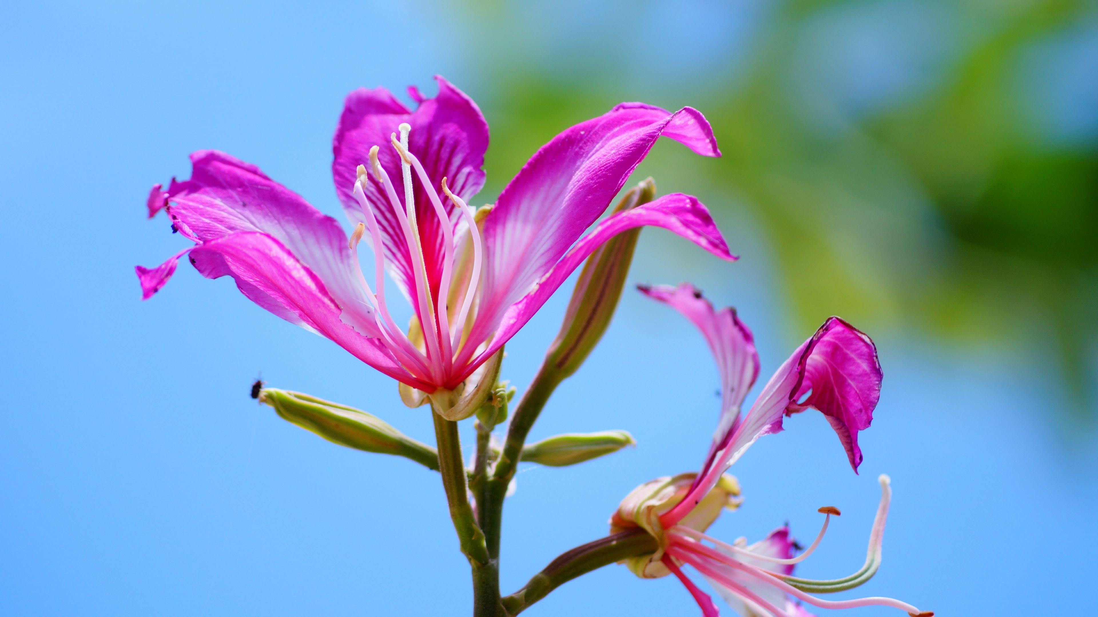 greenery photography travel and tourism 4k, HD Wallpaper