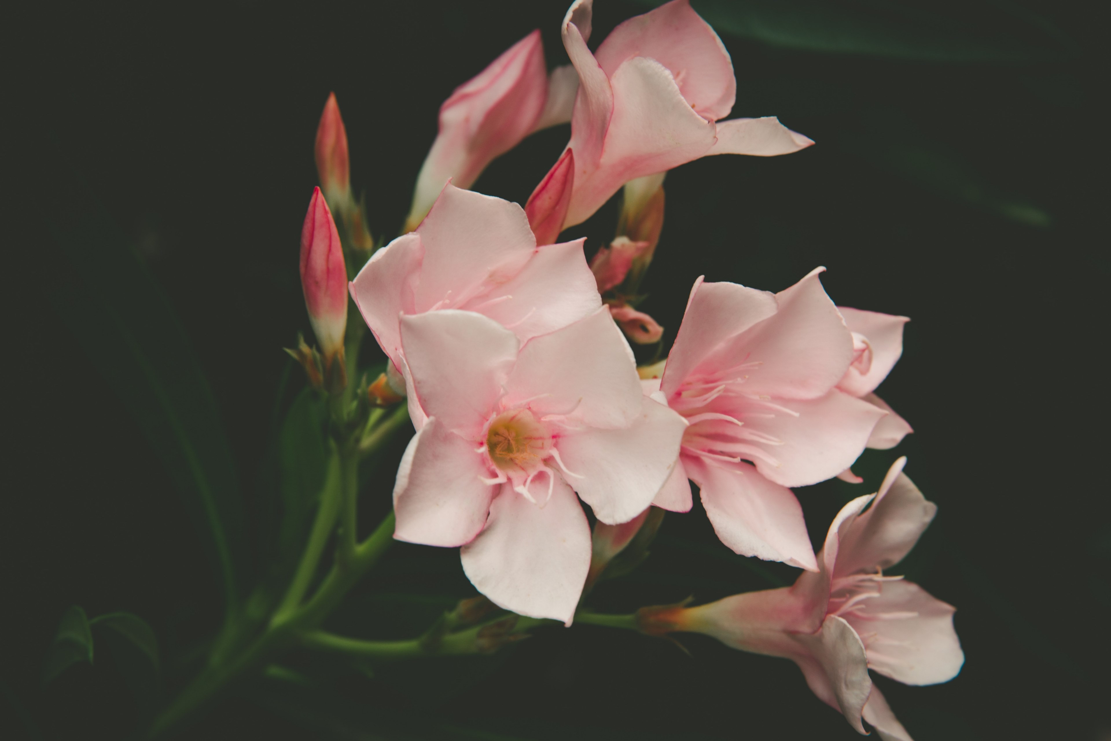 close up of pink five petalled flowers against a dark background, magnificent pink flowers 4k, HD Wallpaper