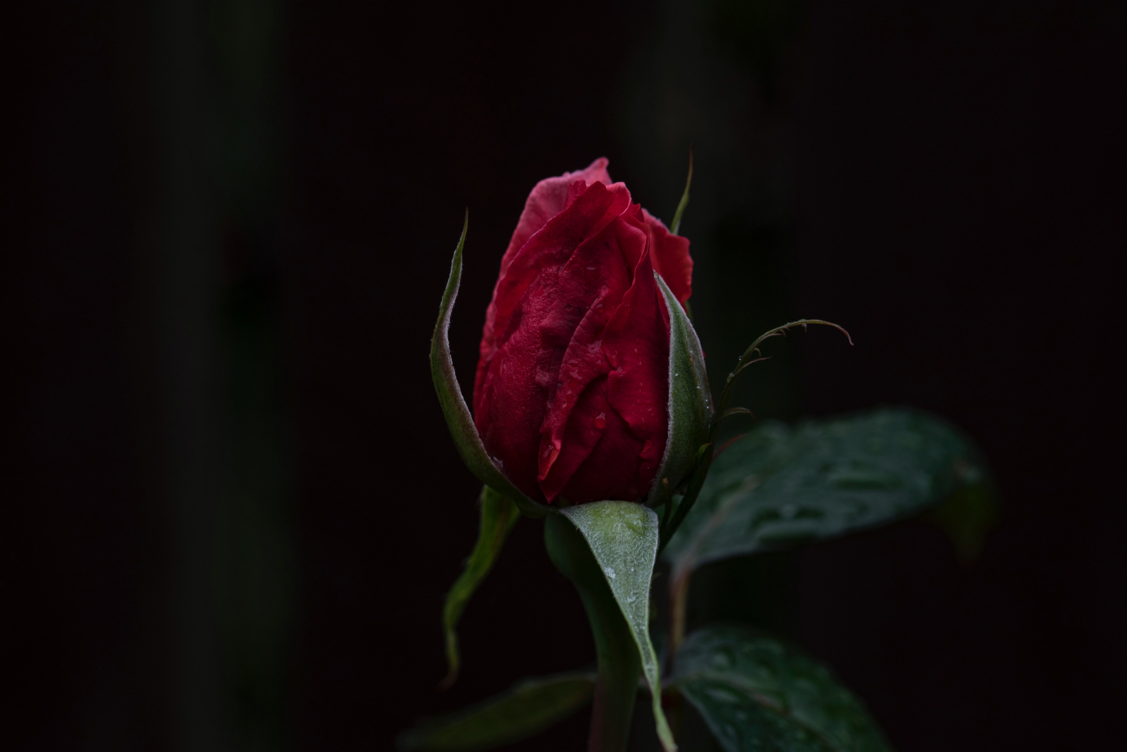 a macro shot of a bussing deep red rose, red rose bud on black 4k, HD Wallpaper