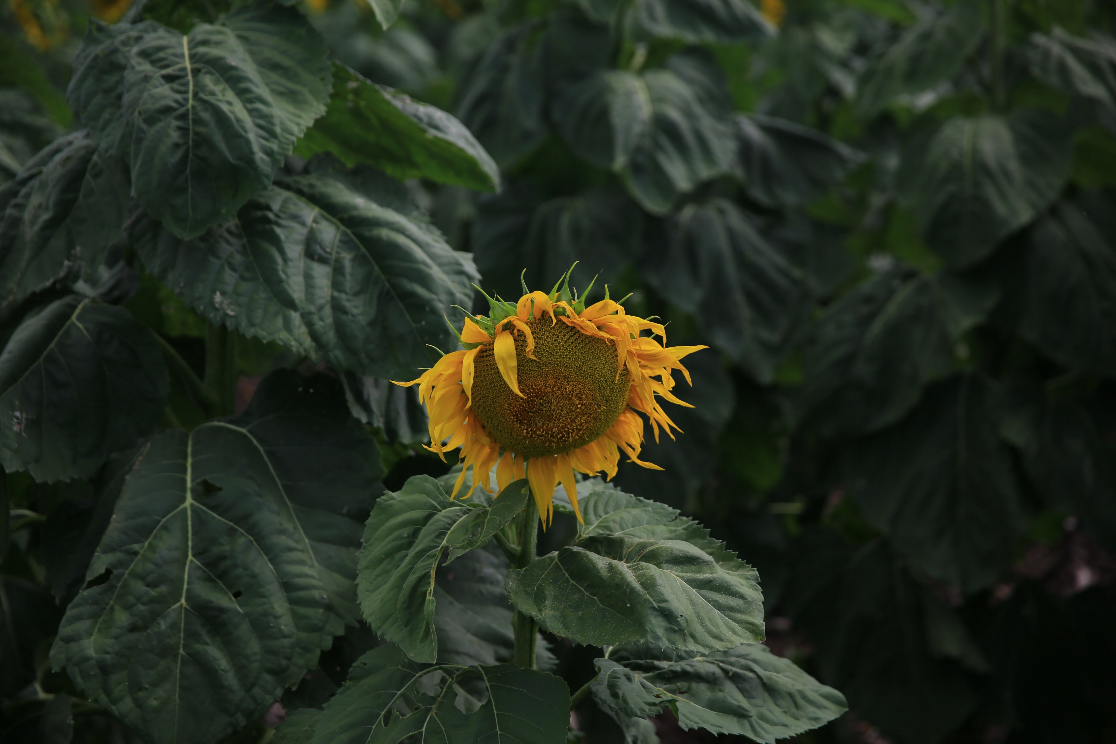 a large sunflower head in a field of tall sunflowers, stand out among the crowd 4k, HD Wallpaper