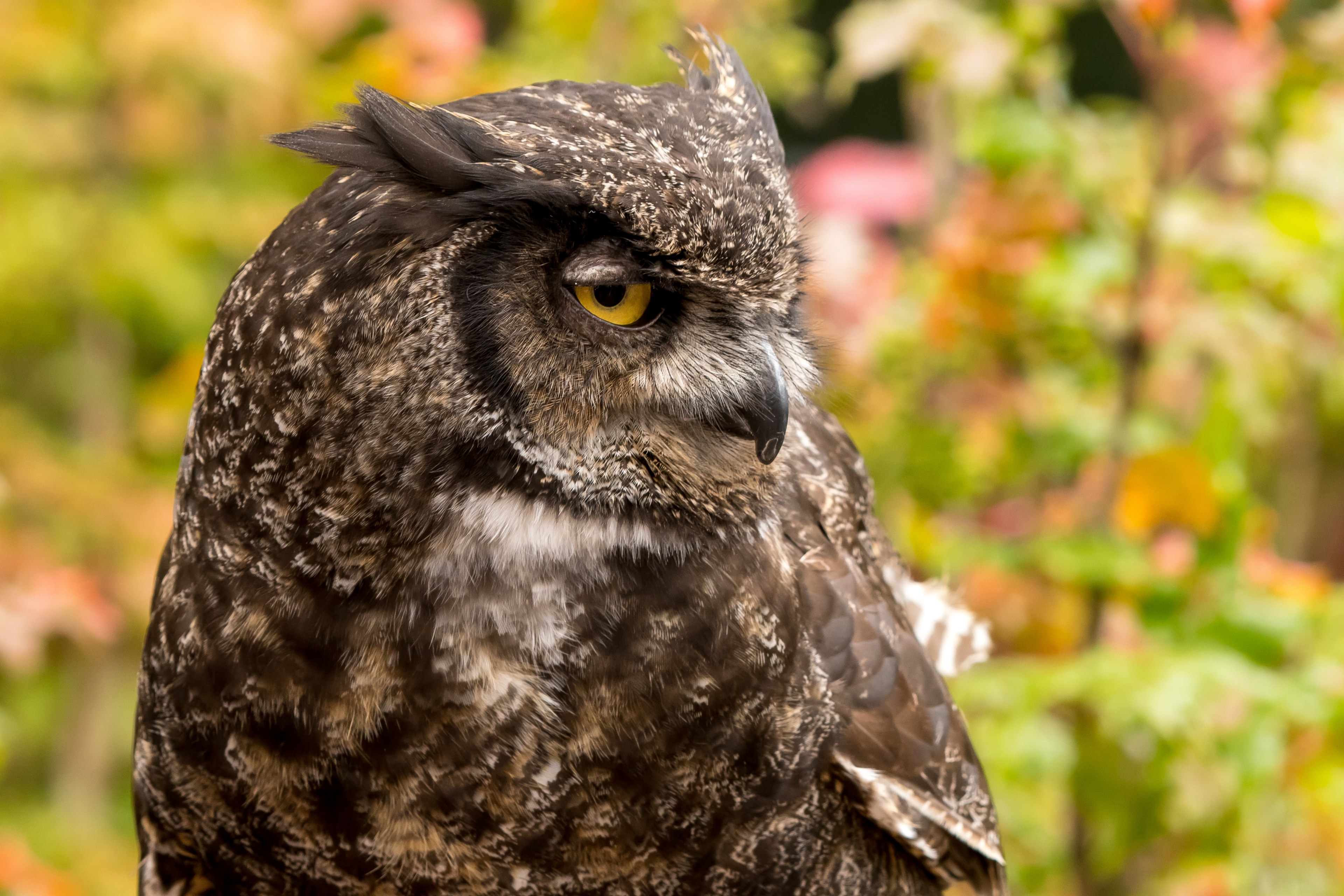 great horn owl 4k, HD Wallpaper