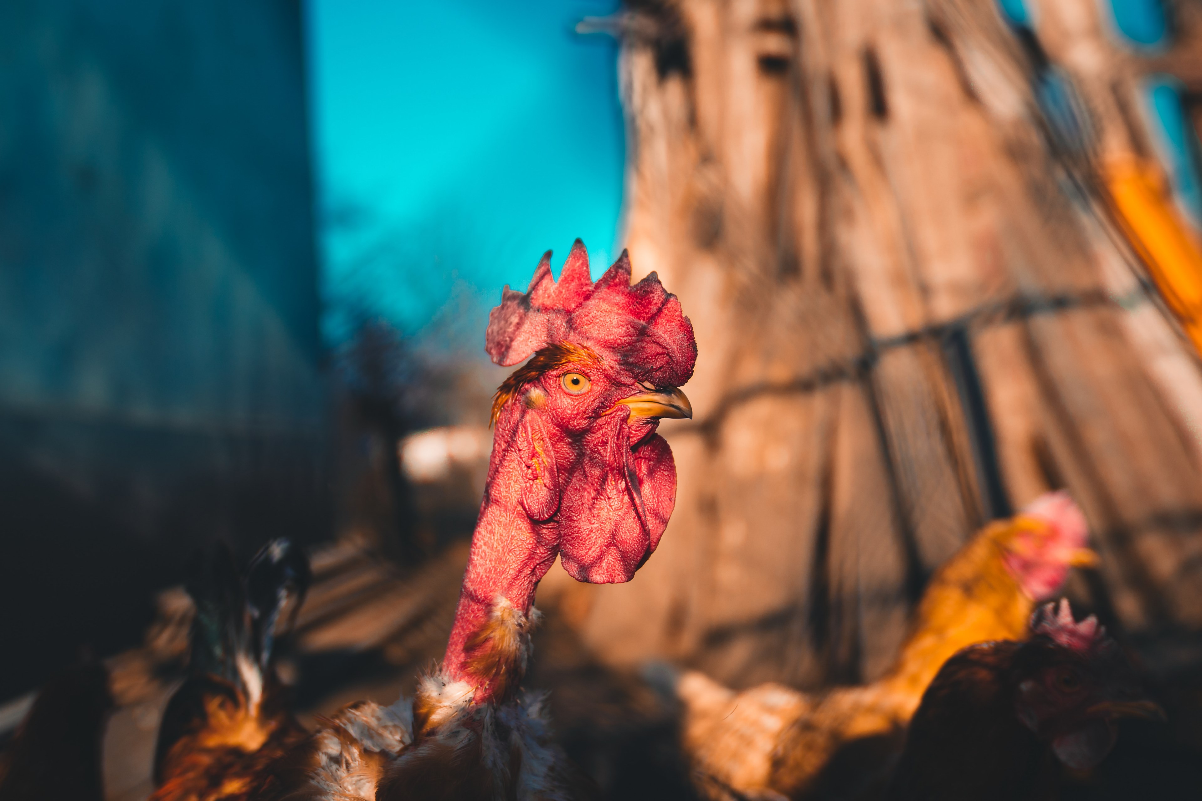 cant eat em roosters 4k, HD Wallpaper