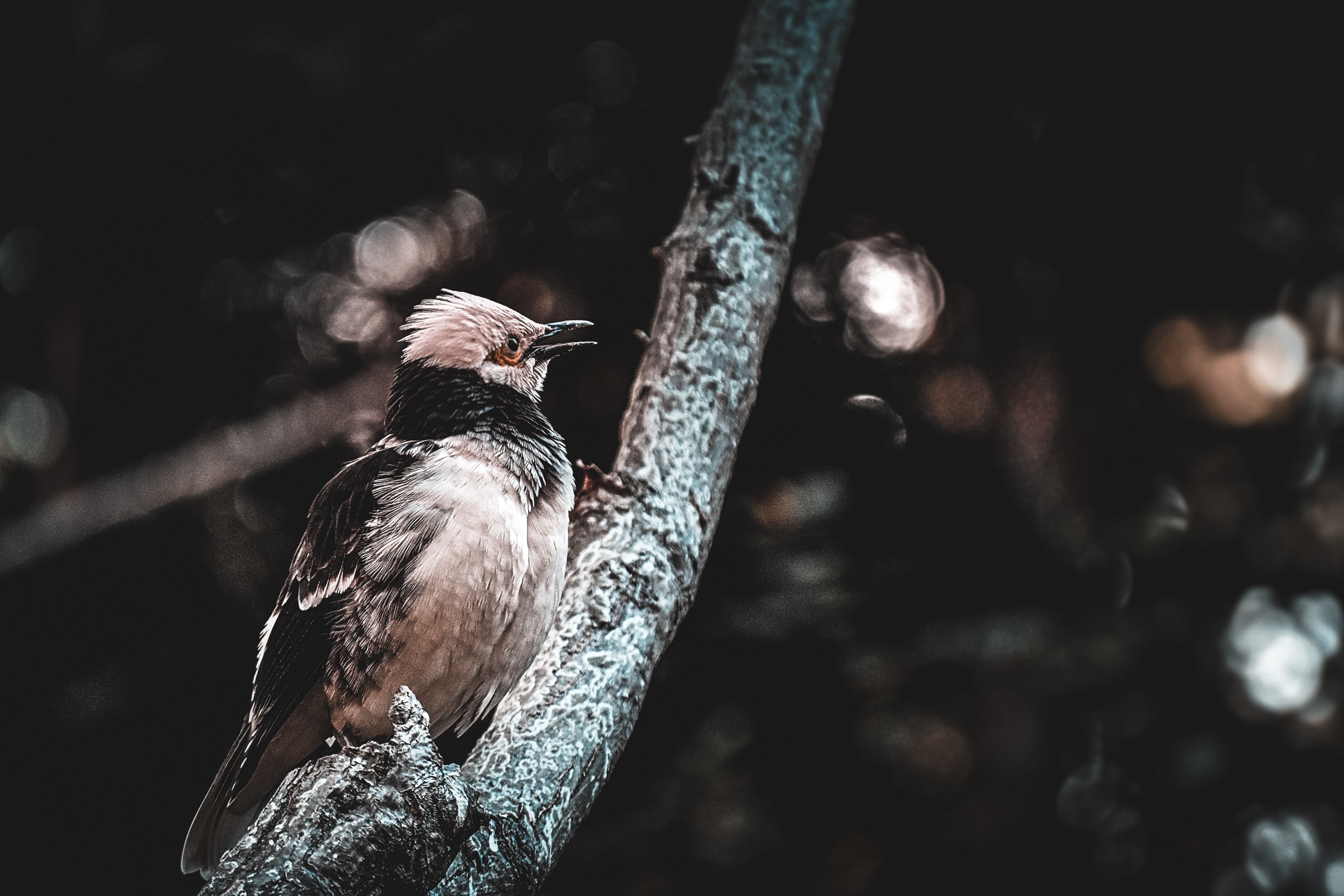 bird feathers branch and tree 4k, HD Wallpaper