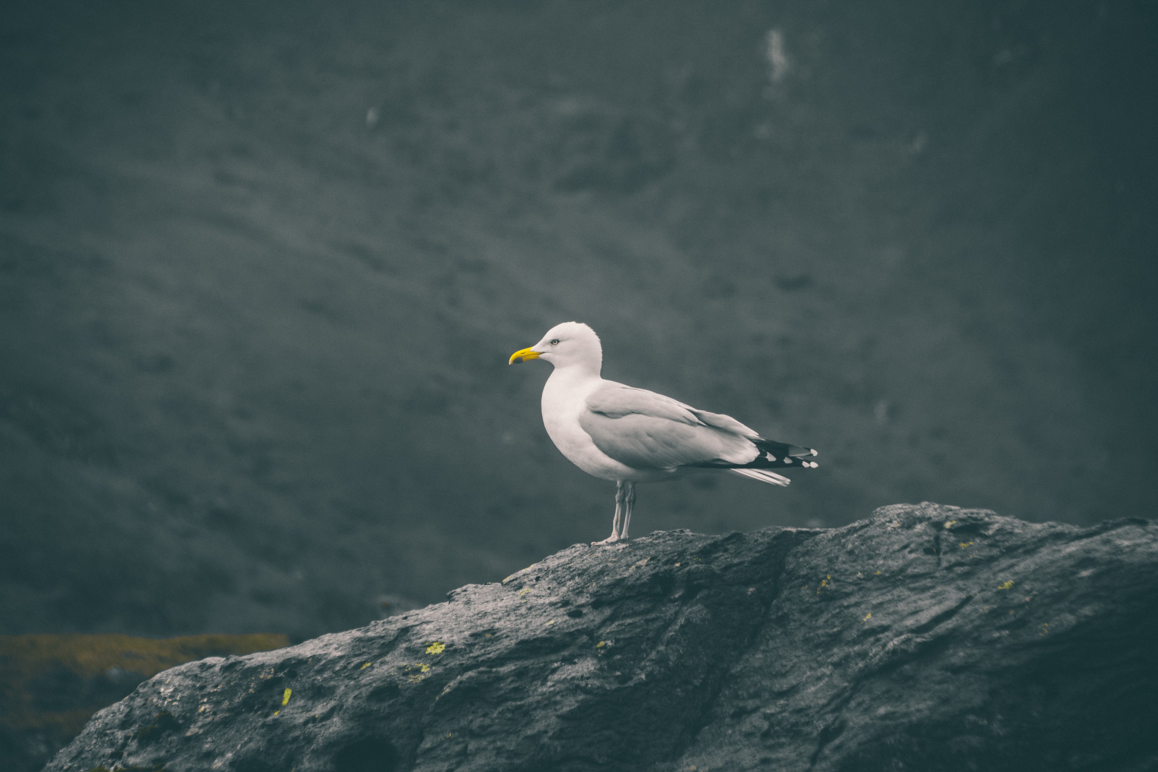 seagull sea bird gull and bird 4k, HD Wallpaper