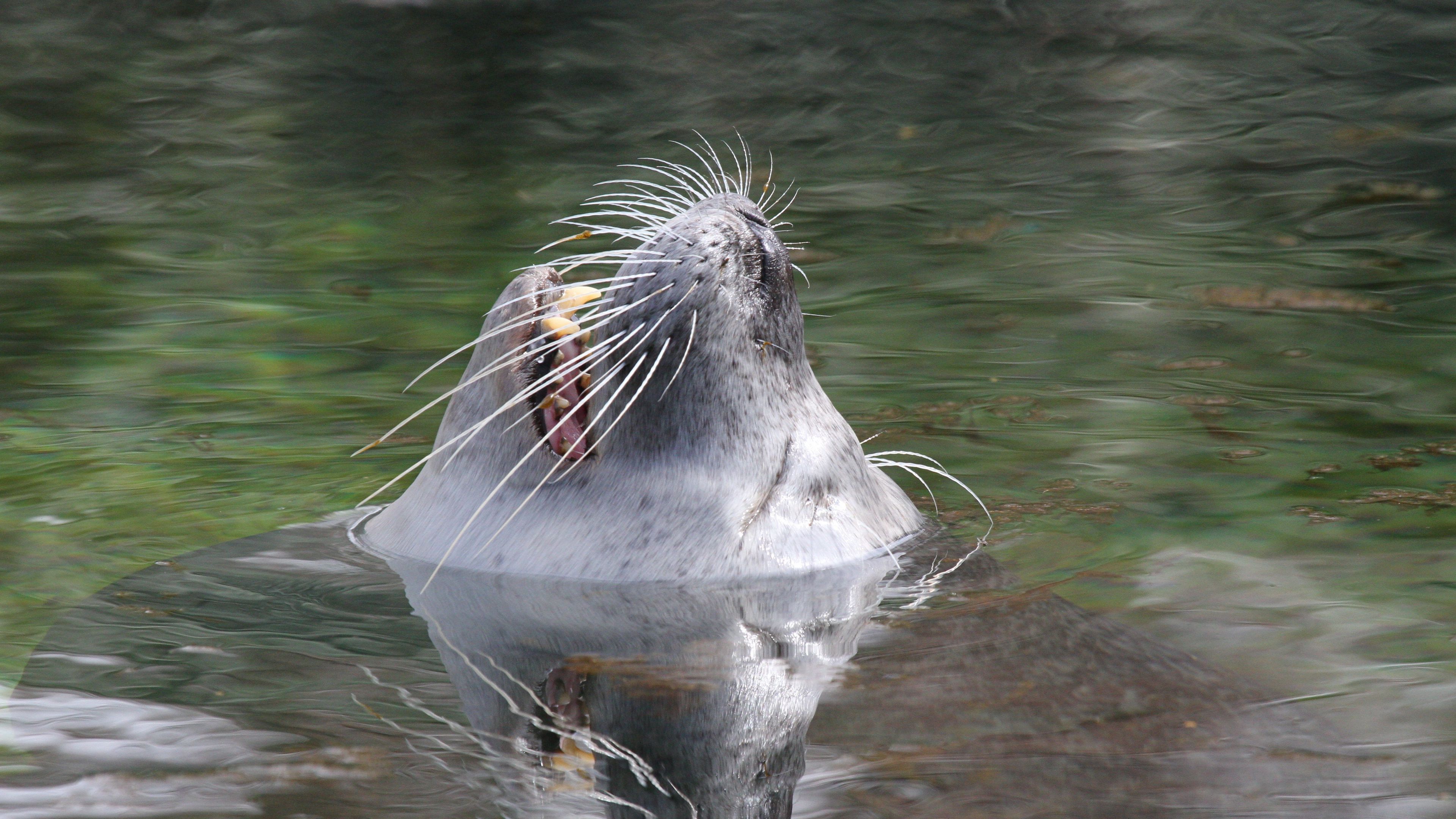 fur seal, snout, water, 4k, HD Wallpaper