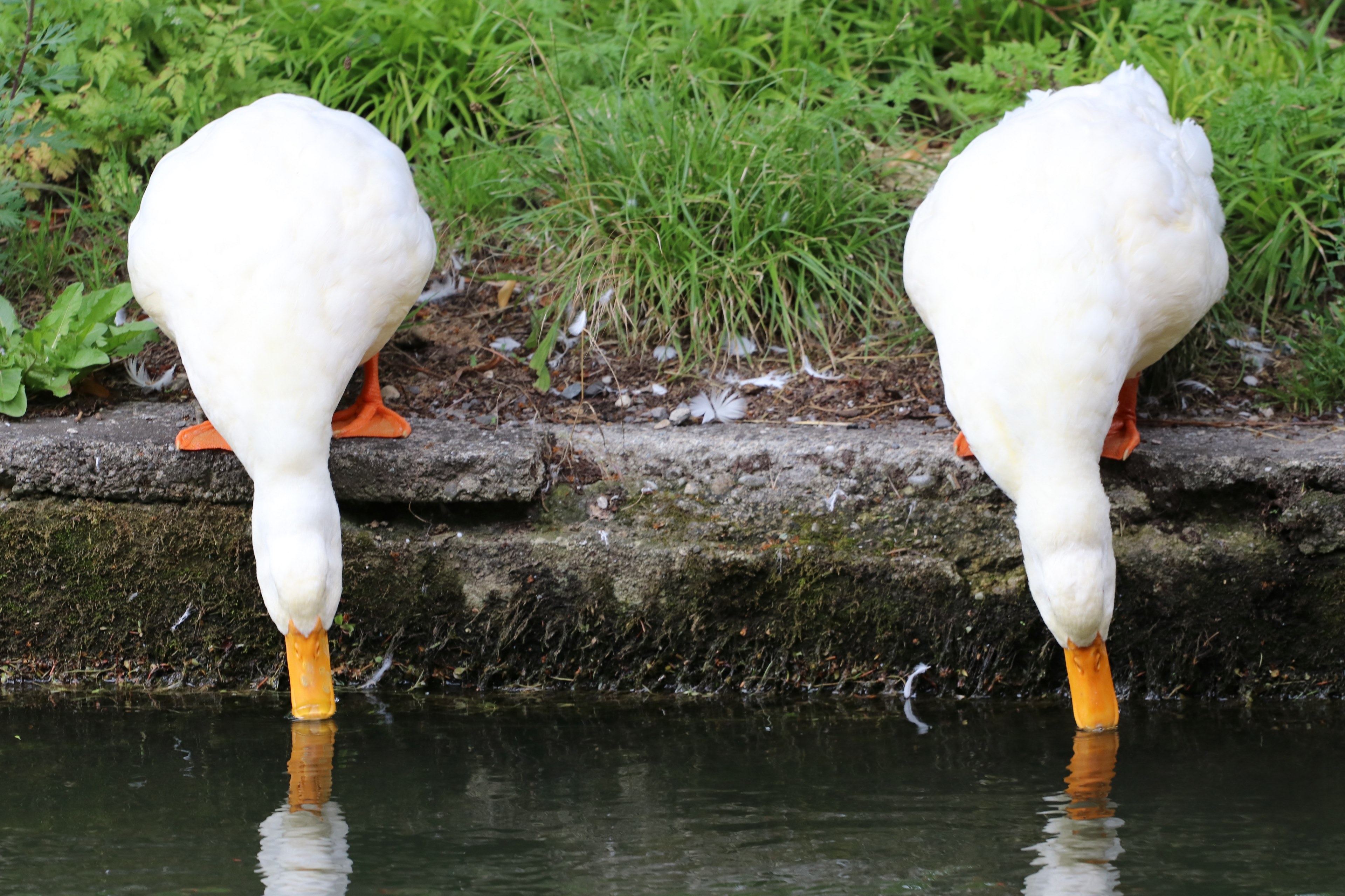 reflection beak wildlife and feather 4k, HD Wallpaper