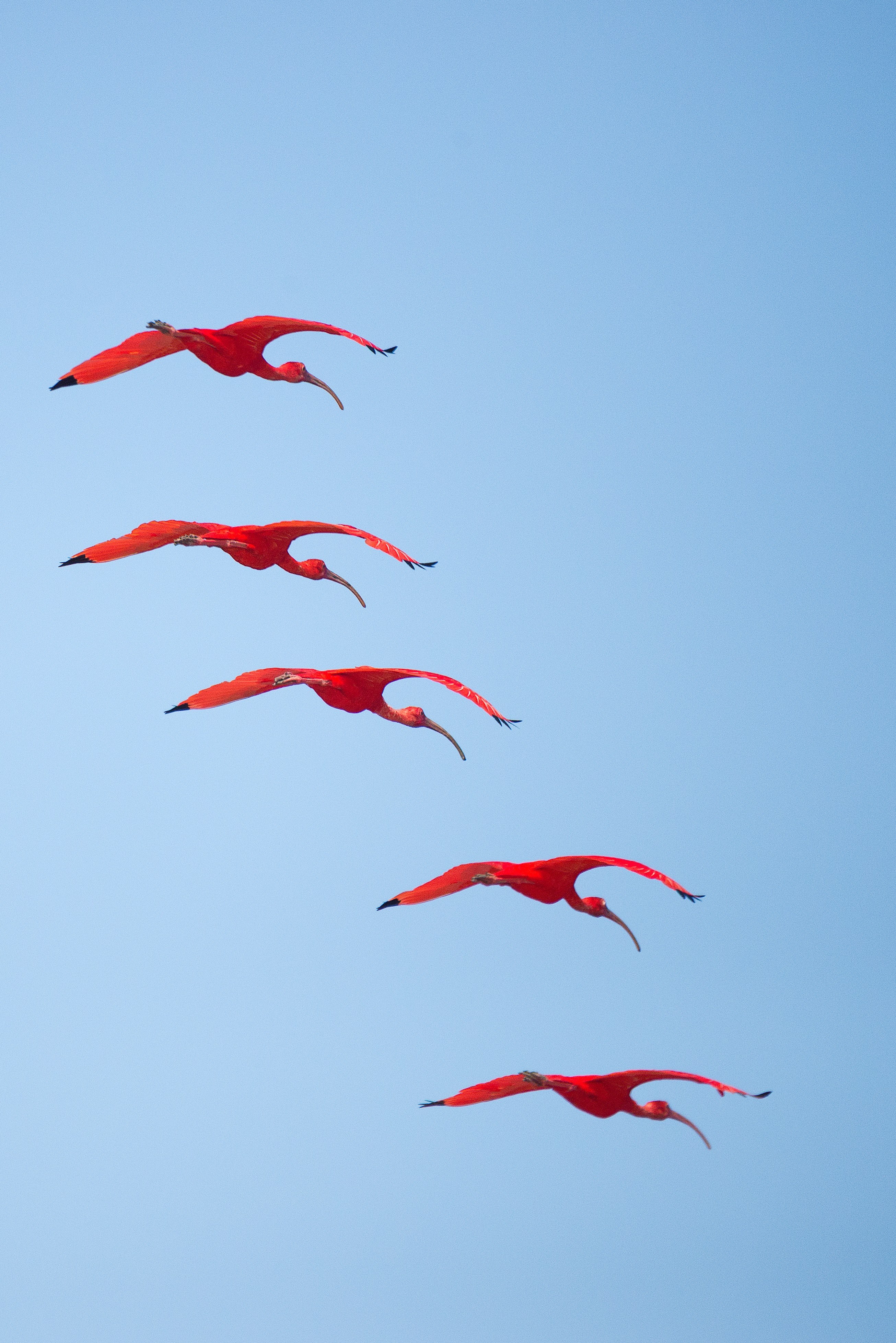 wild nature wildlife and reed ibi hd, 4k, Phone HD Wallpaper
