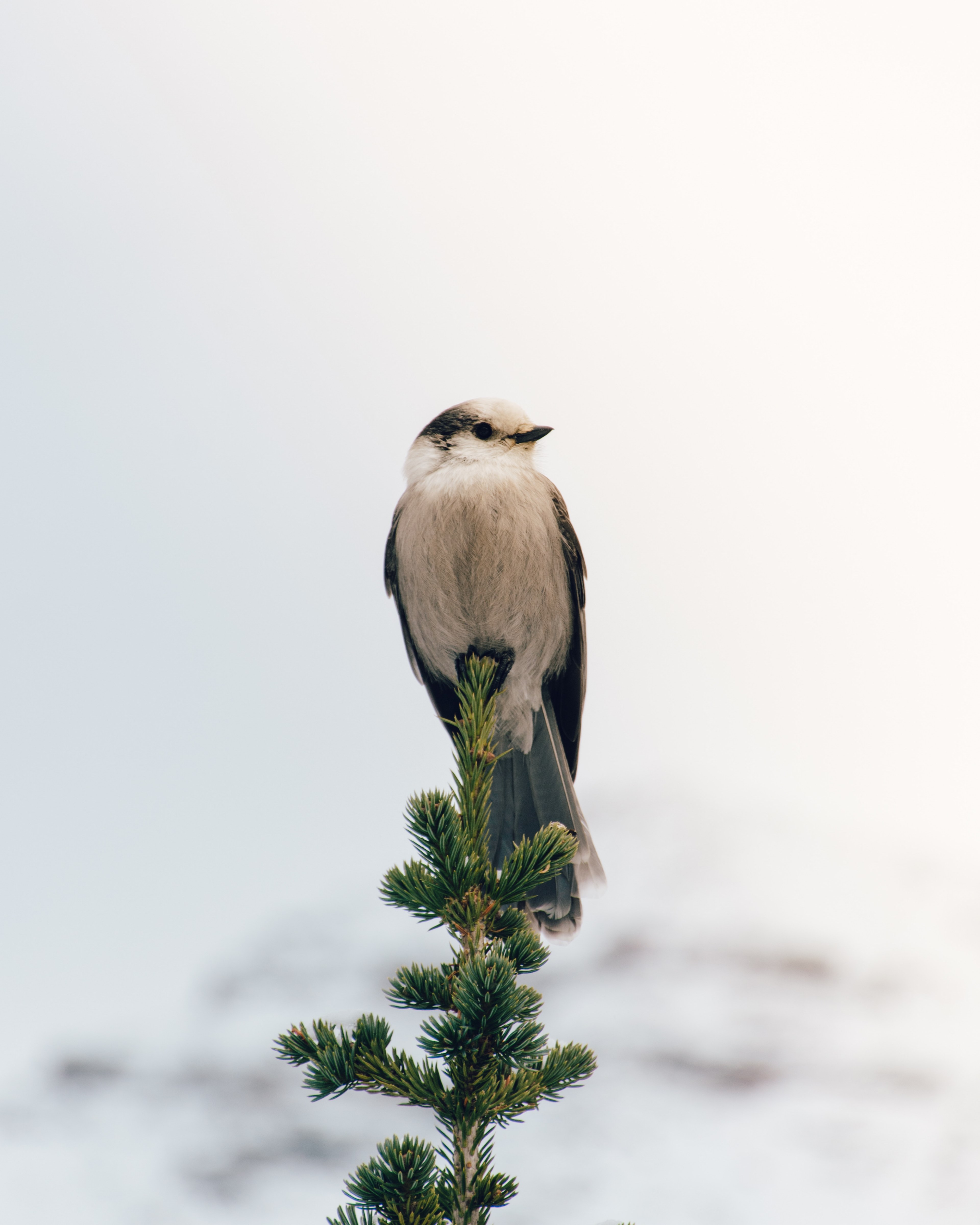 bird feathers animal and white hd, 4k, Phone HD Wallpaper