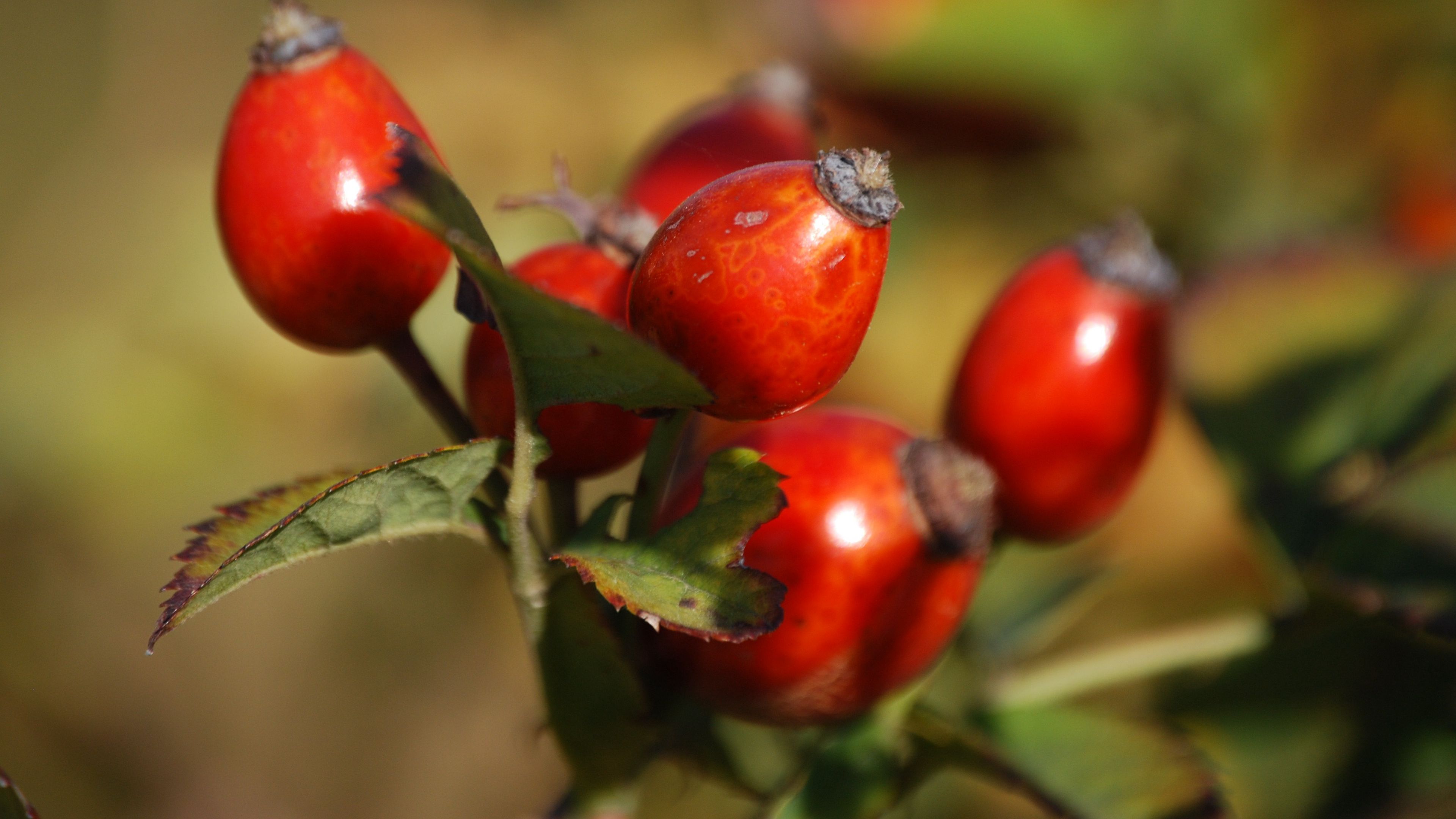 rosehip, fruits, berries, branch, 4k, HD Wallpaper
