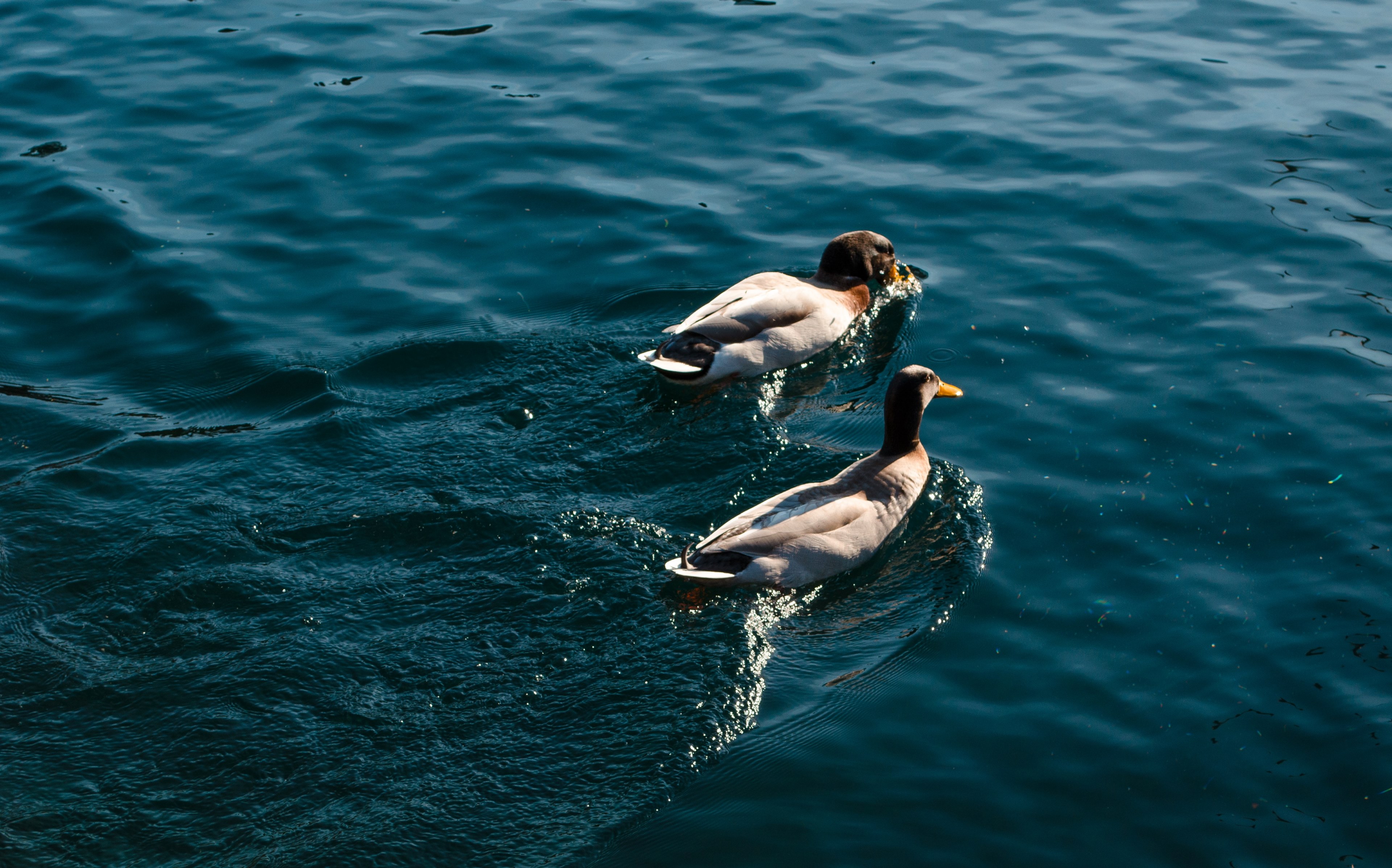 duck natural animal and water 4k, HD Wallpaper