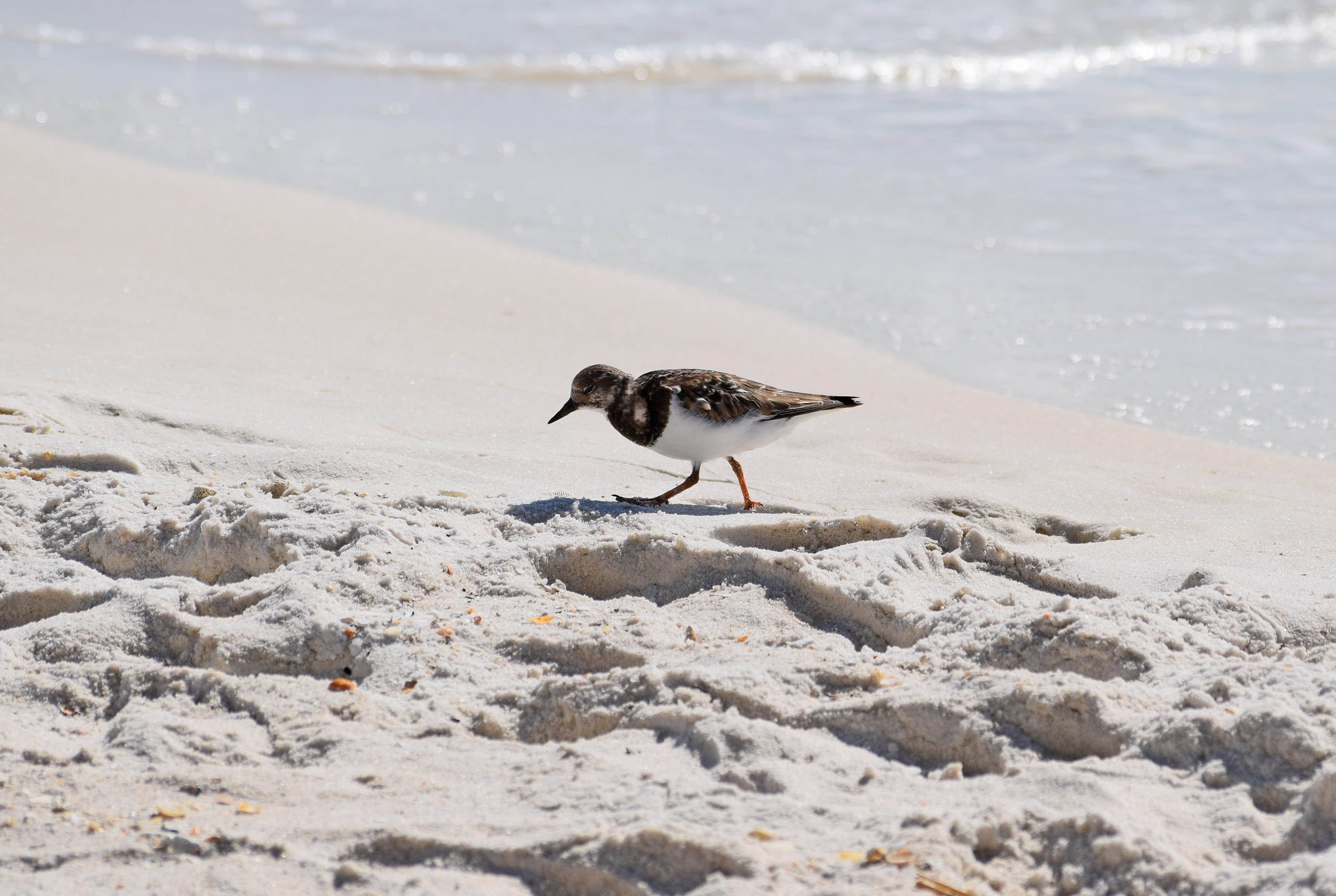 ruddy turnstone looking for dinner 4k, HD Wallpaper