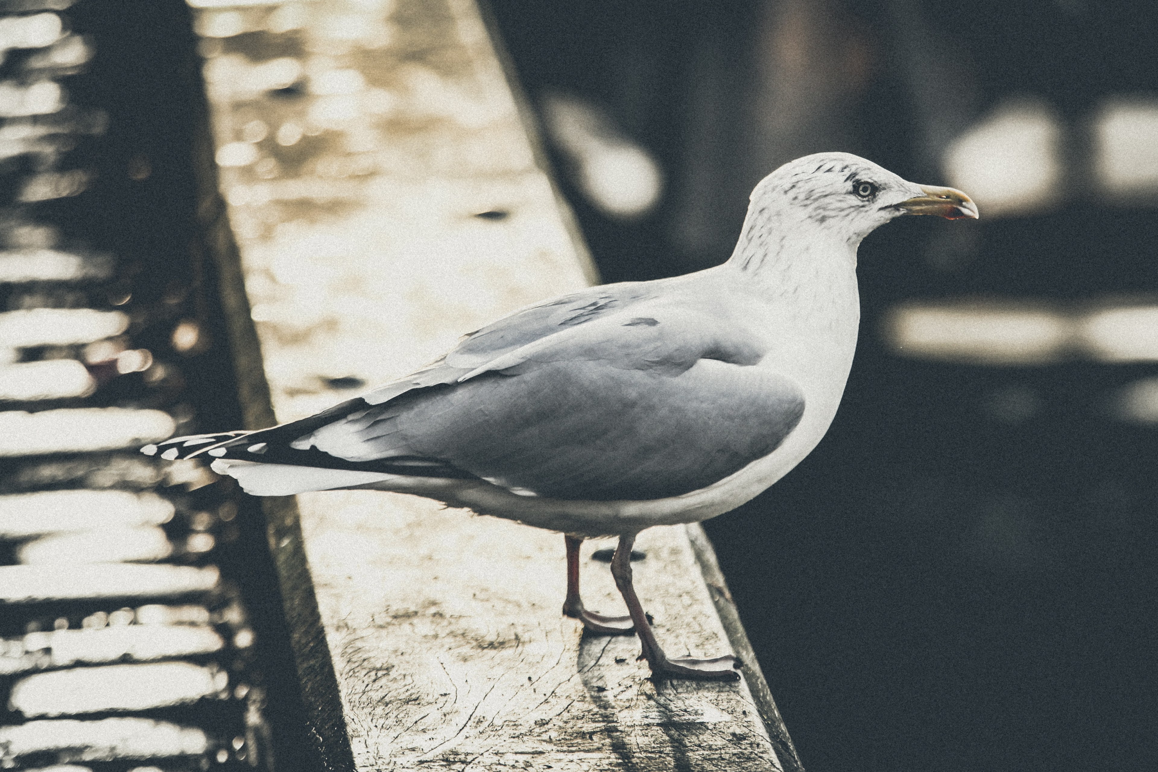gray and white seagull balanced on a ledge, seagull on ledge 4k, HD Wallpaper
