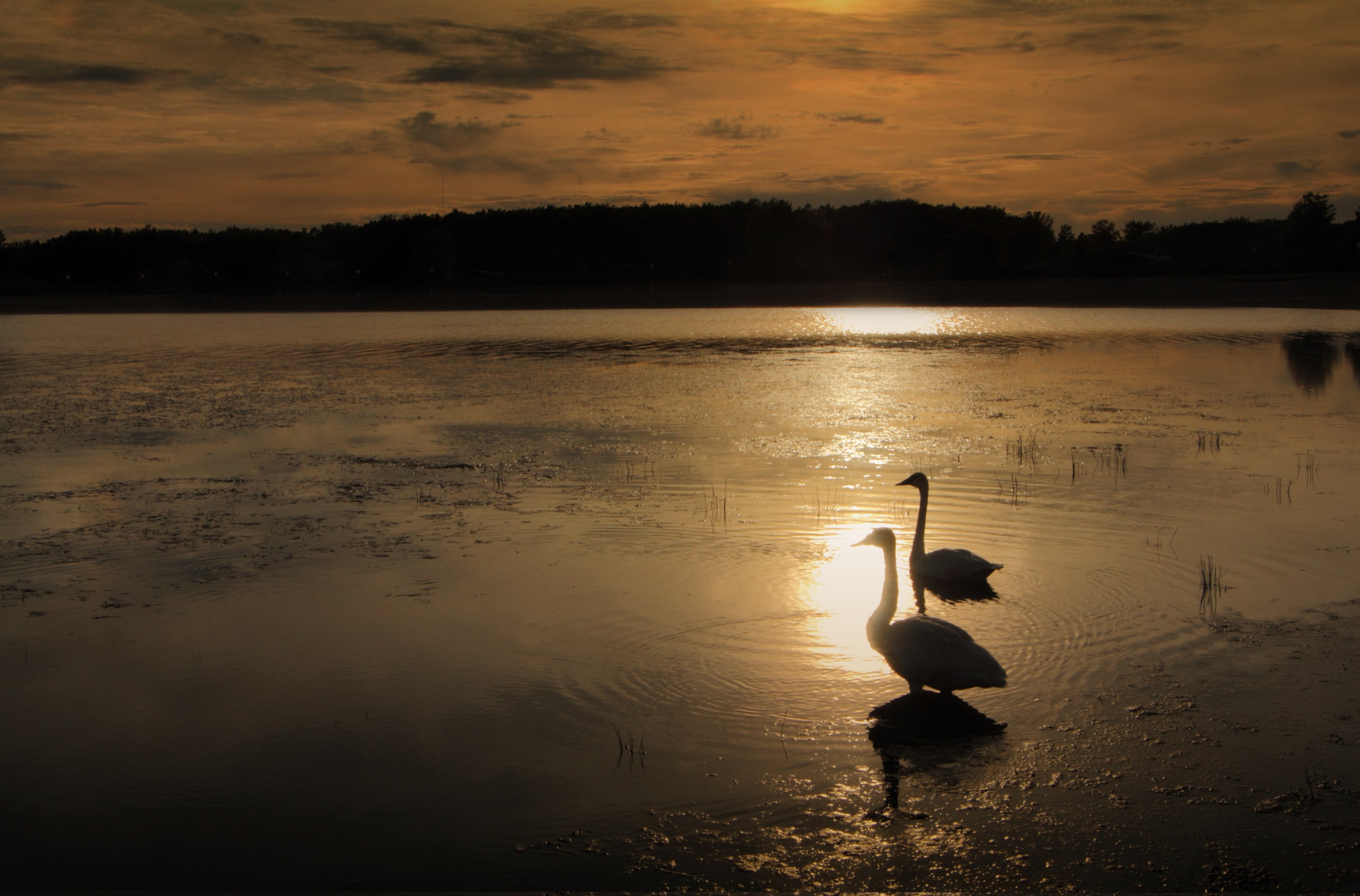 swans before dusk 4k, HD Wallpaper
